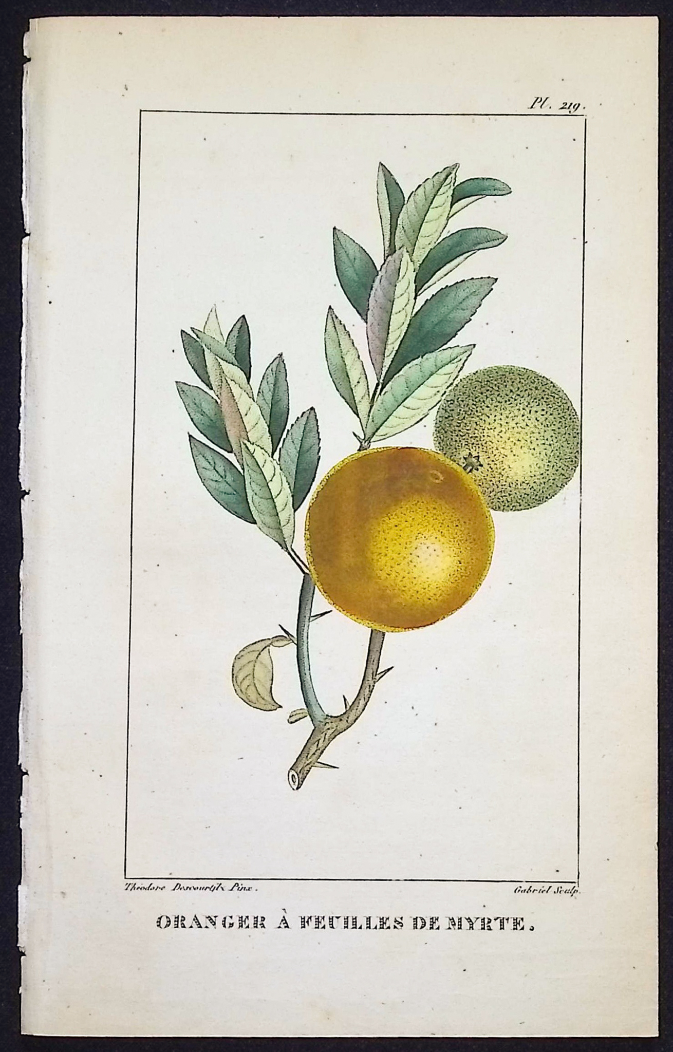 Descourtilz - 4 Botanical Engravings (Fruit)
