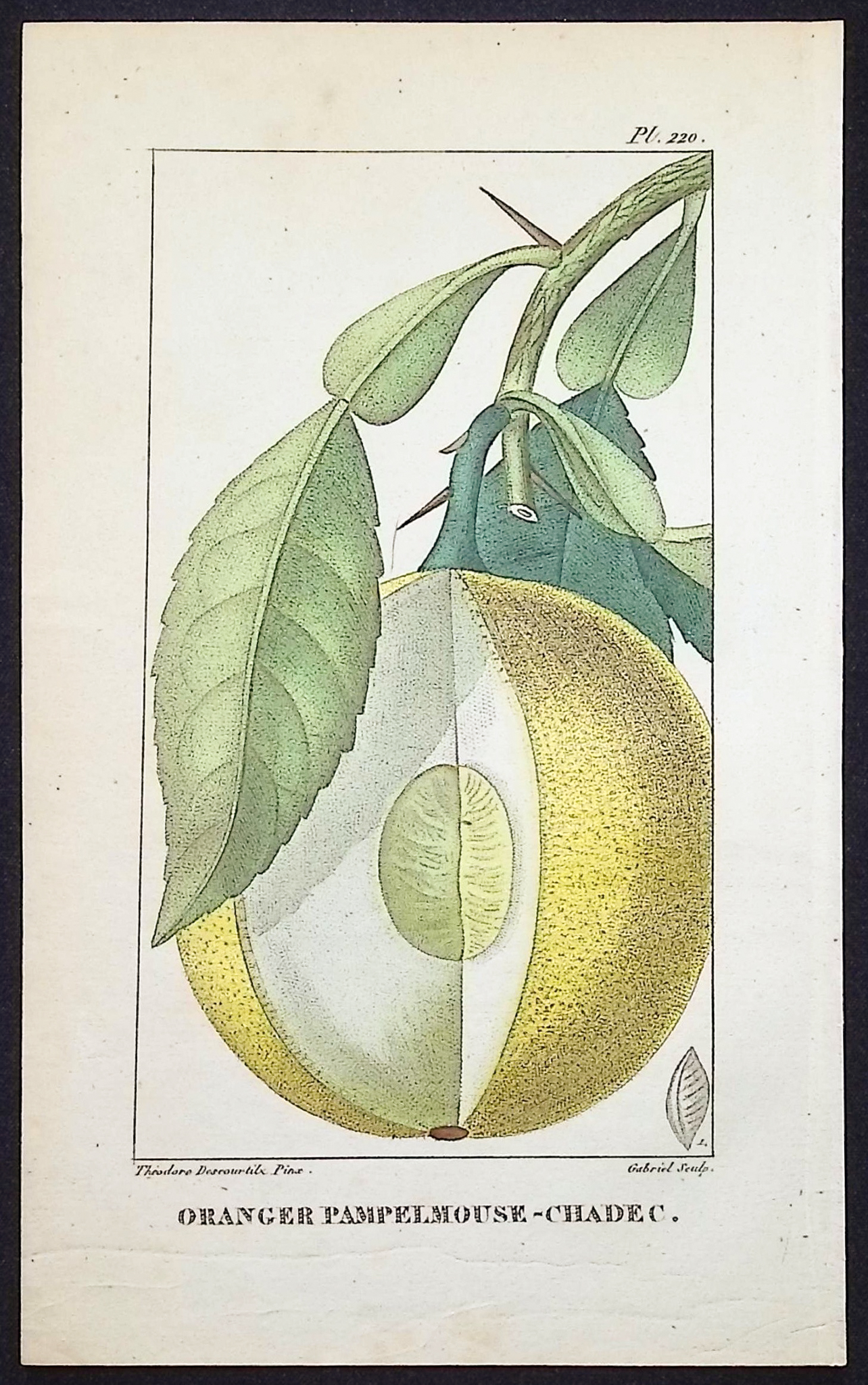 Descourtilz - 4 Botanical Engravings (Fruit)