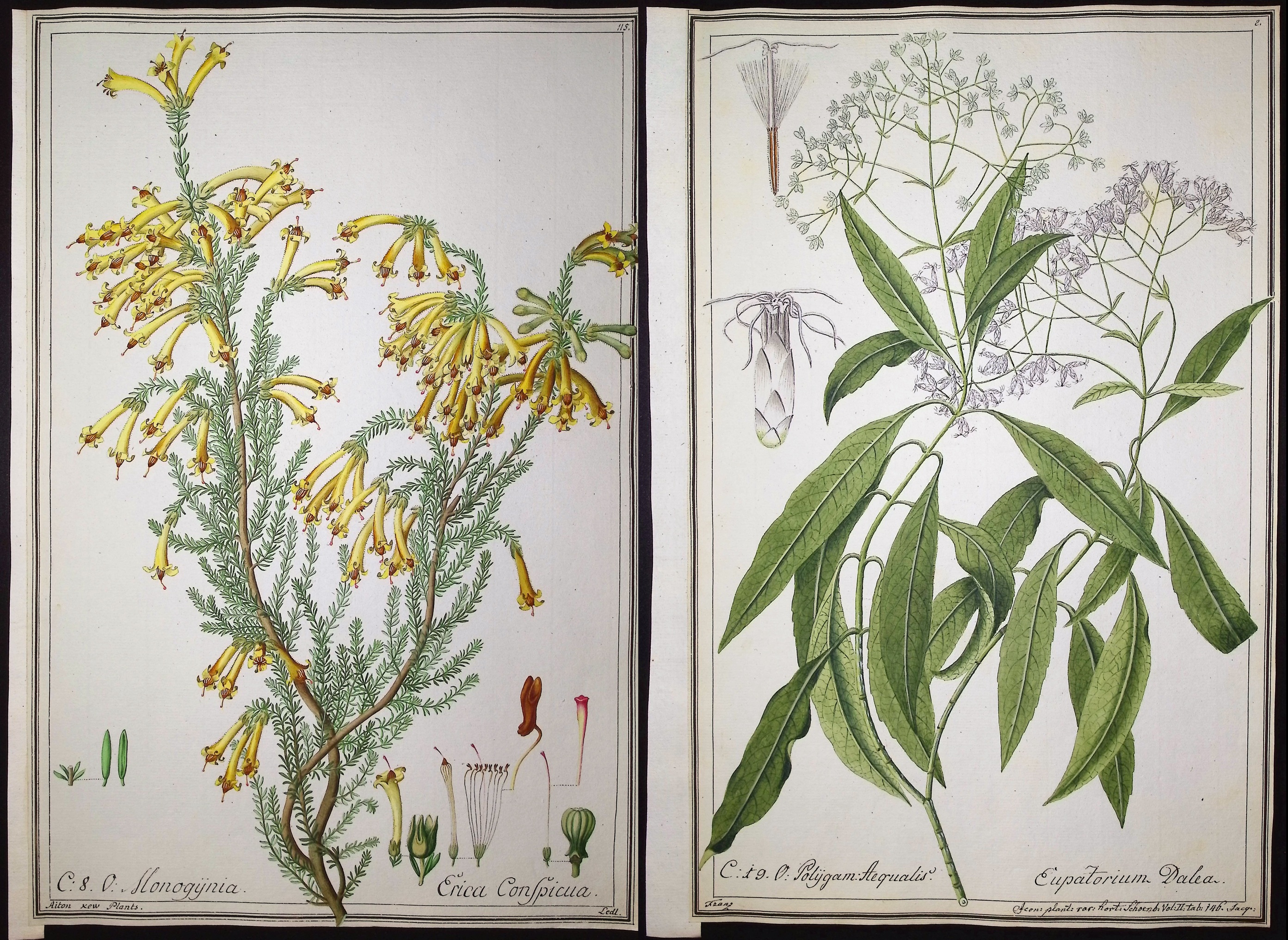 6 Original Botanical Watercolors (according to Linnaeus system)