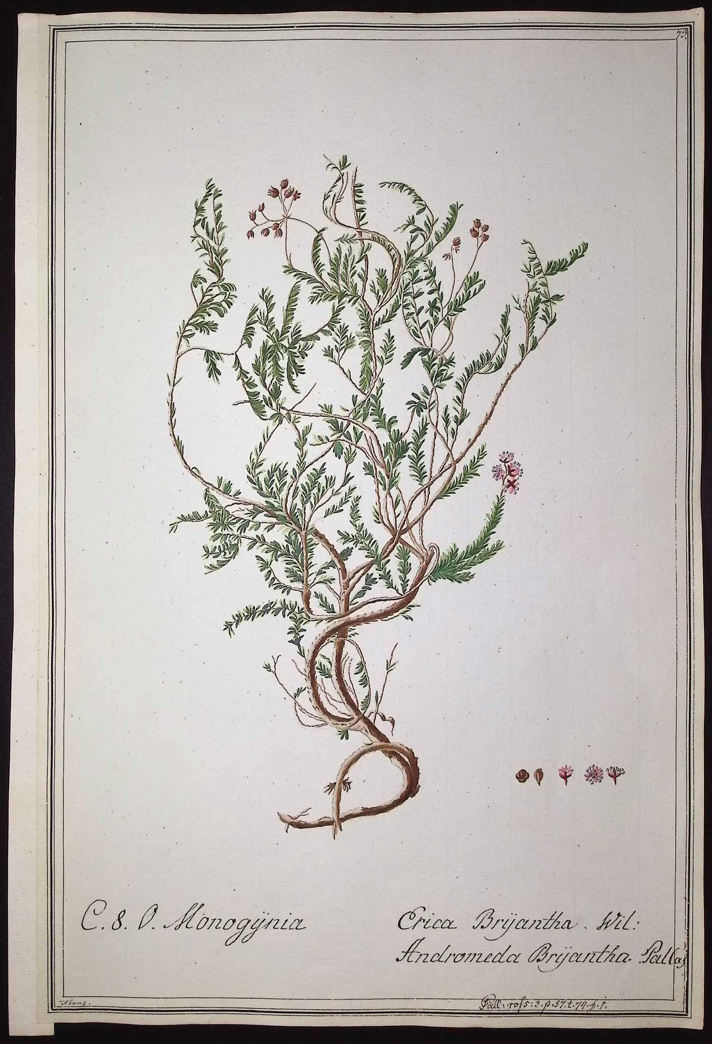 6 Original Botanical Watercolors (according to Linnaeus system)