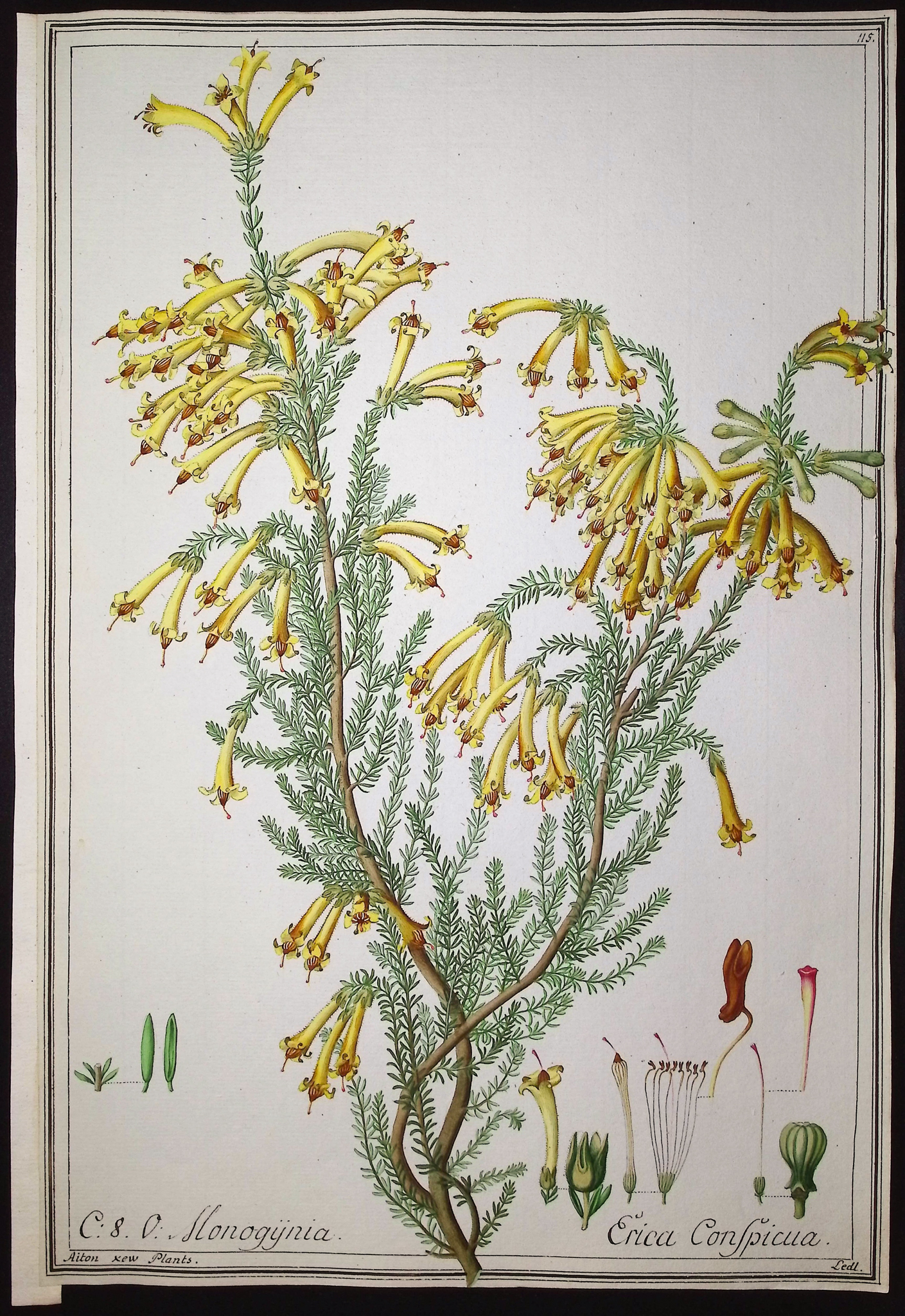 6 Original Botanical Watercolors (according to Linnaeus system)