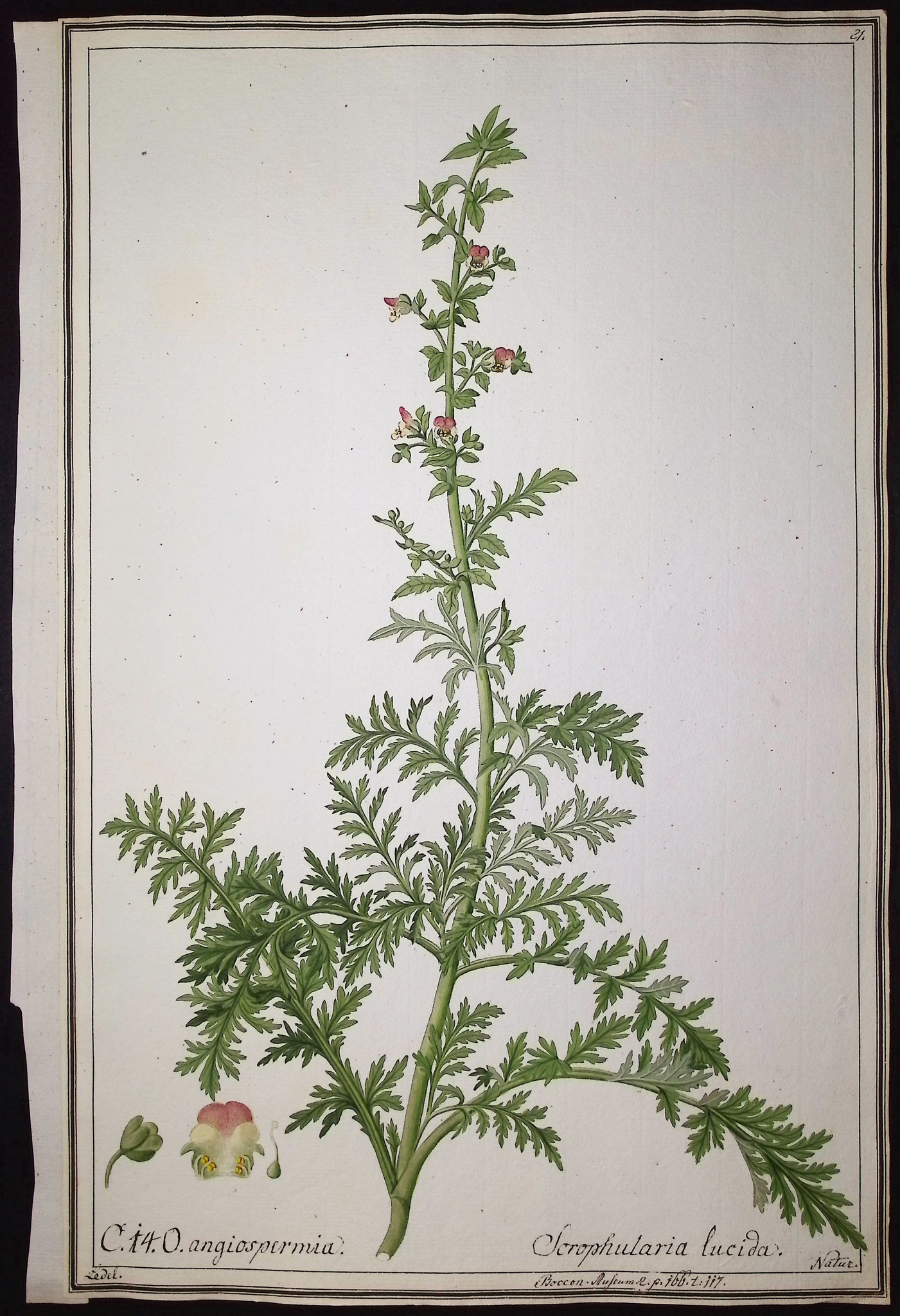 6 Original Botanical Watercolors (according to Linnaeus system)