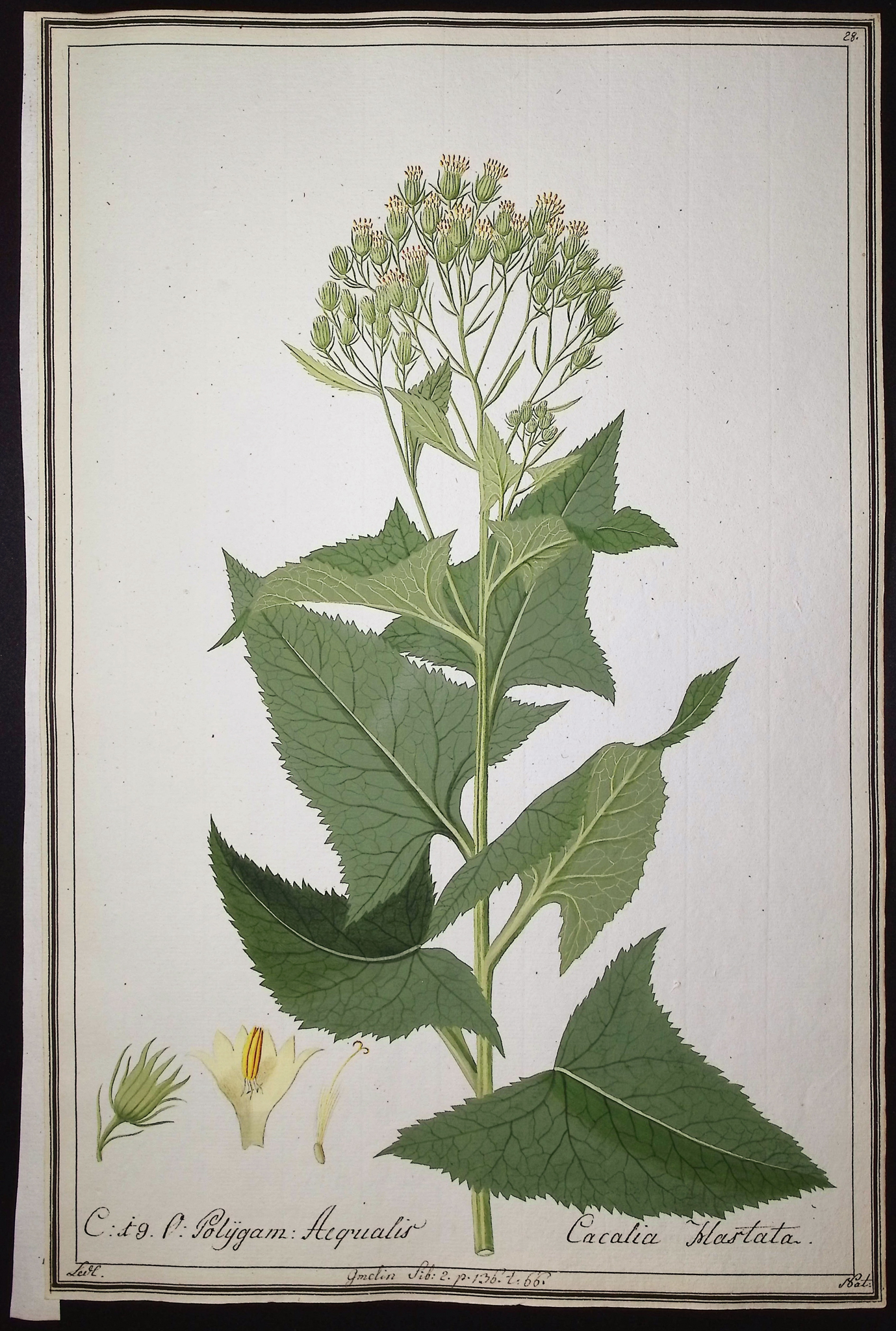 6 Original Botanical Watercolors (according to Linnaeus system)