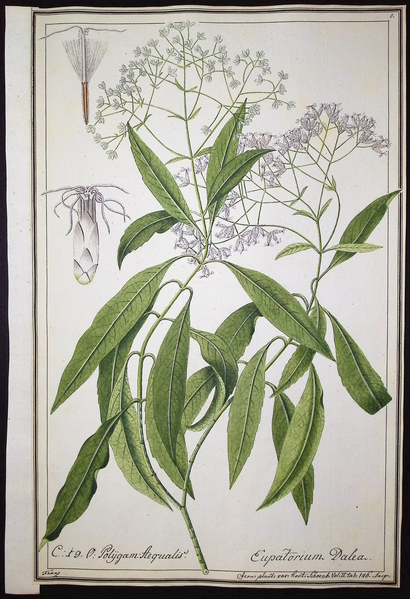 6 Original Botanical Watercolors (according to Linnaeus system)