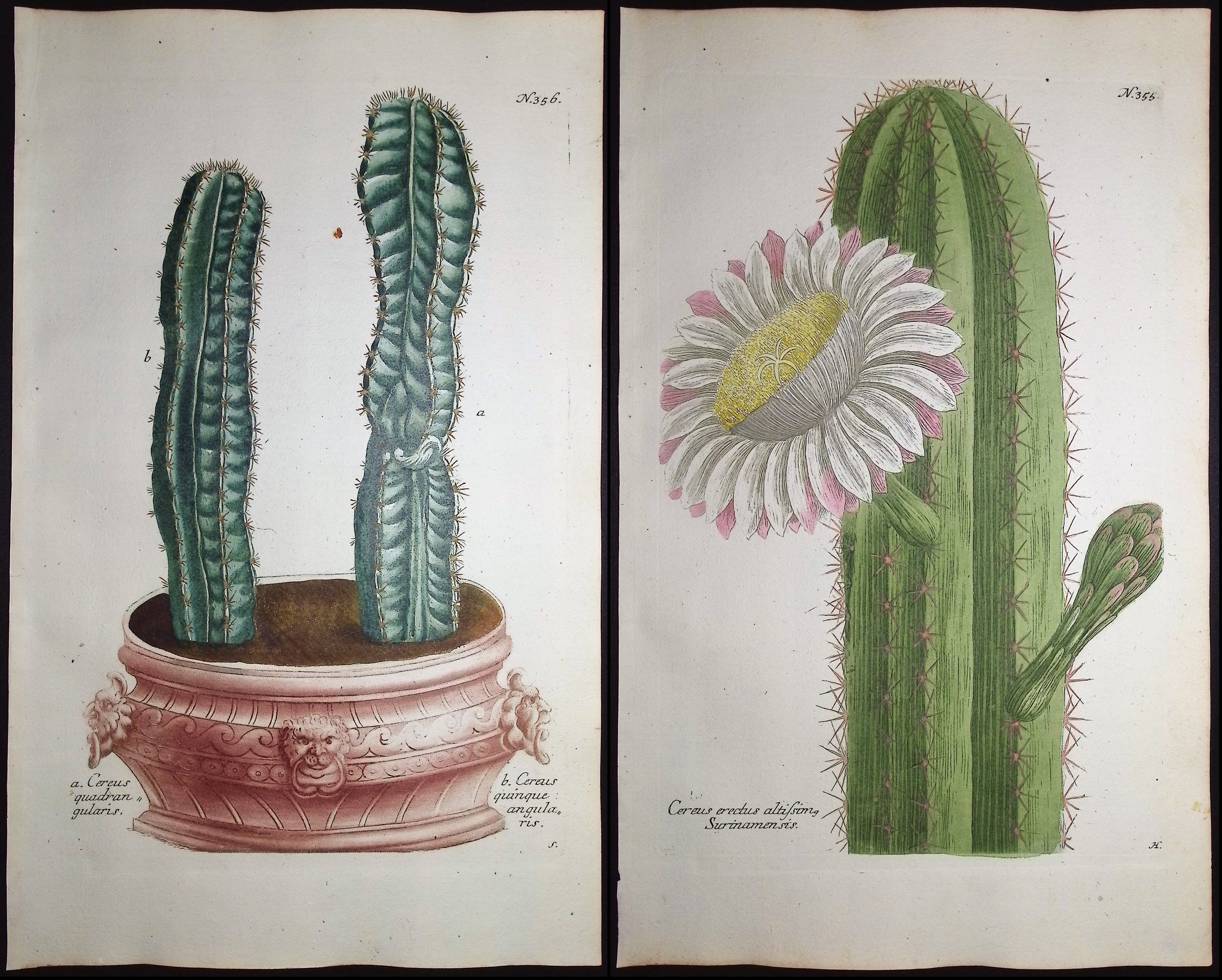 Weinmann - 3 Cactus Engravings