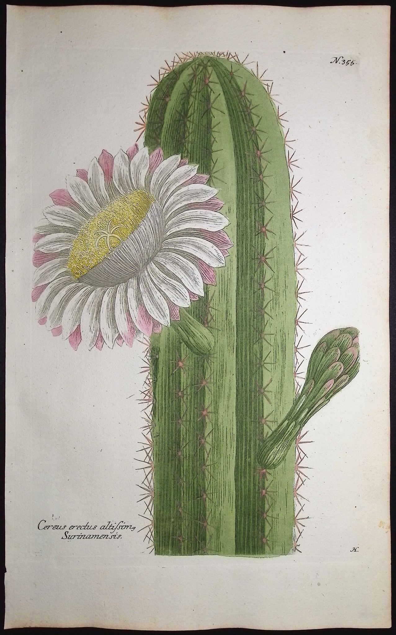 Weinmann - 3 Cactus Engravings