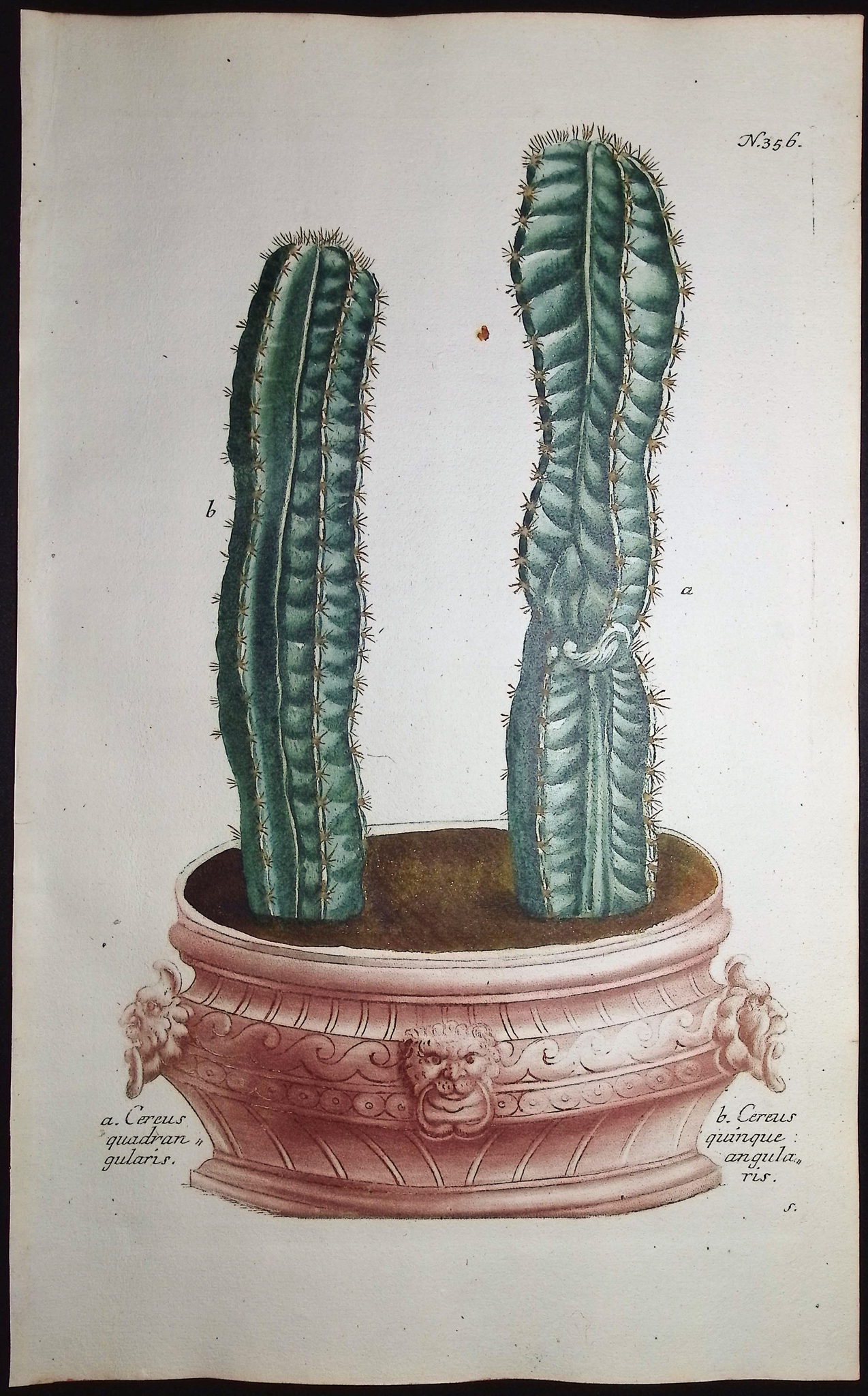 Weinmann - 3 Cactus Engravings