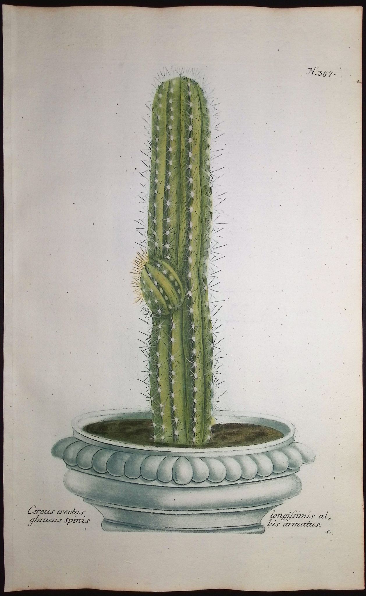 Weinmann - 3 Cactus Engravings