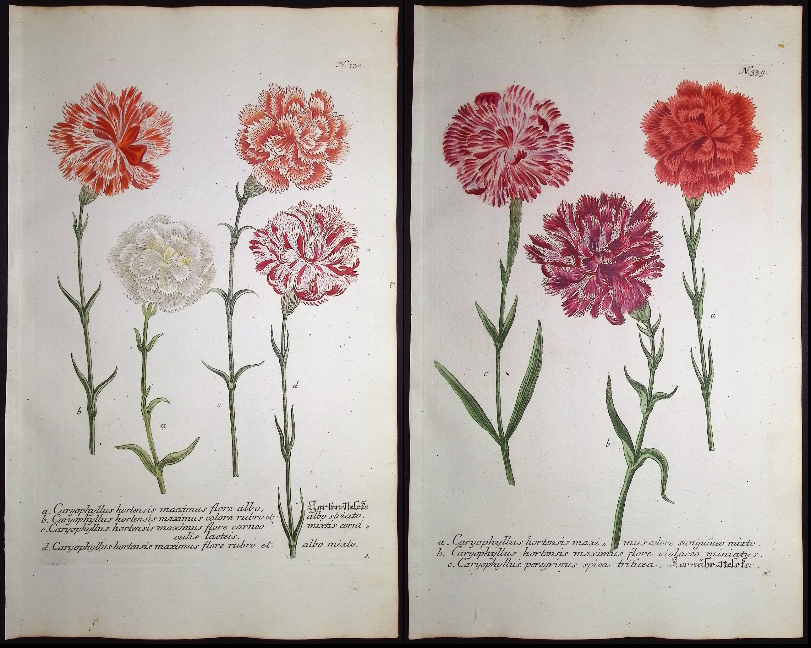 Weinmann - 7 Carnation Engravings