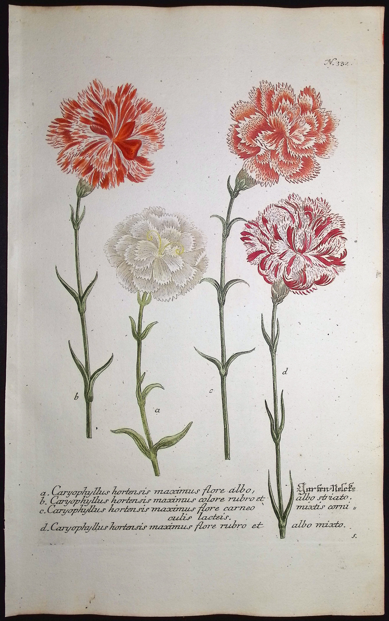 Weinmann - 7 Carnation Engravings
