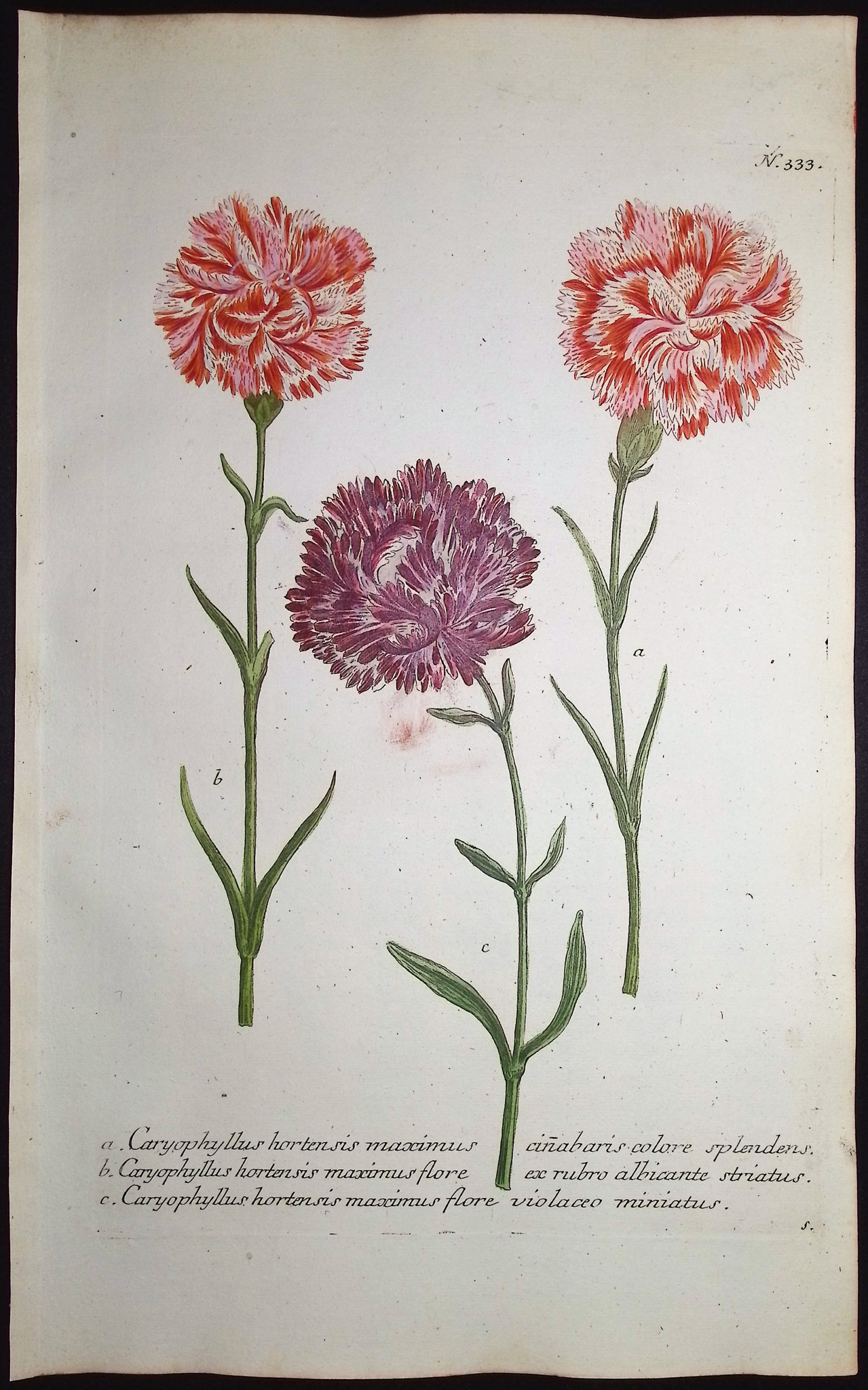 Weinmann - 7 Carnation Engravings