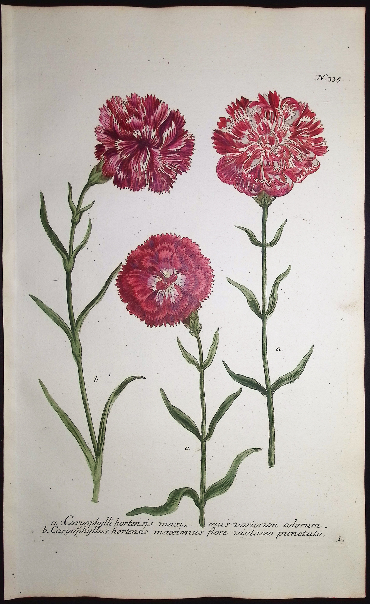 Weinmann - 7 Carnation Engravings