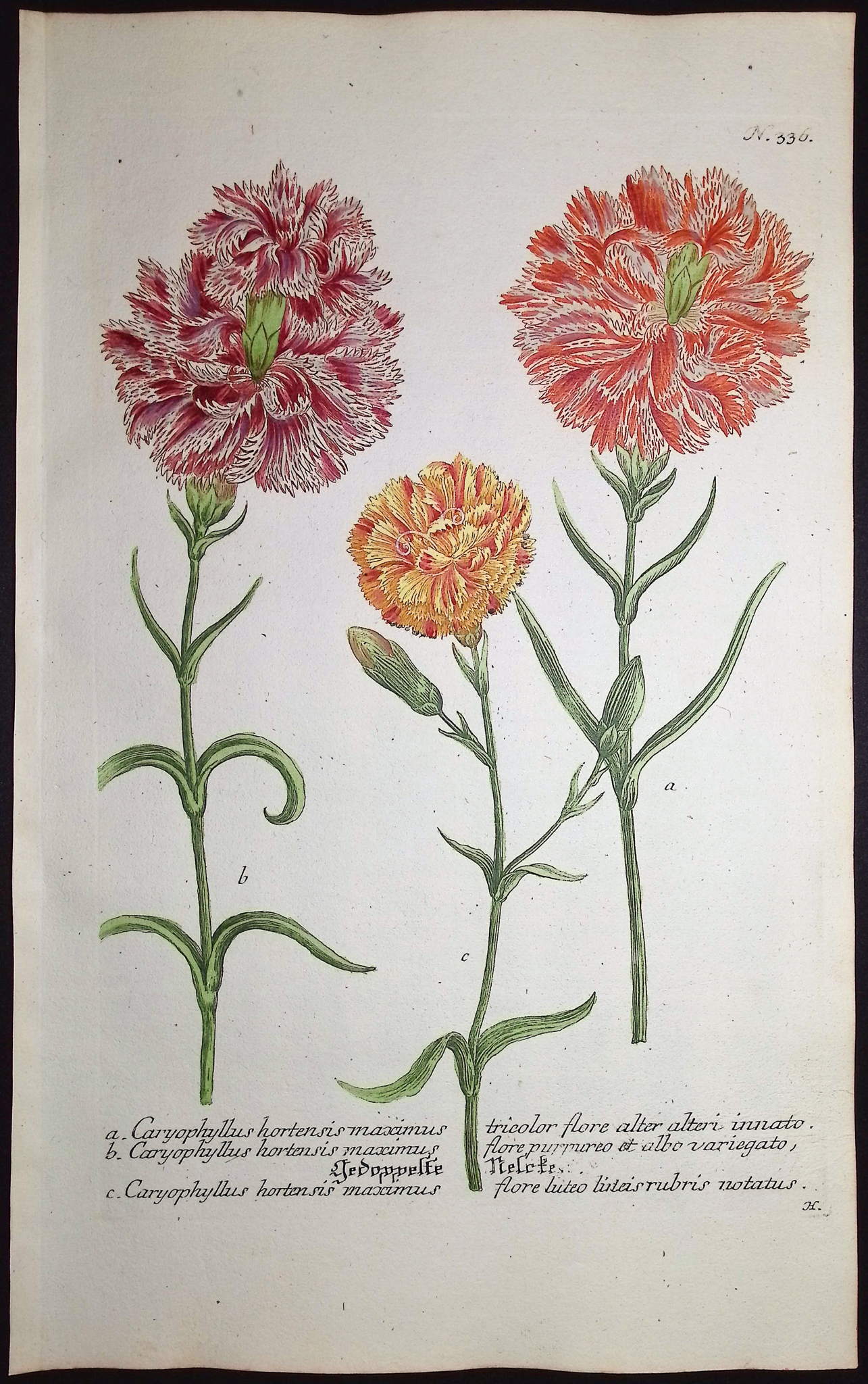 Weinmann - 7 Carnation Engravings