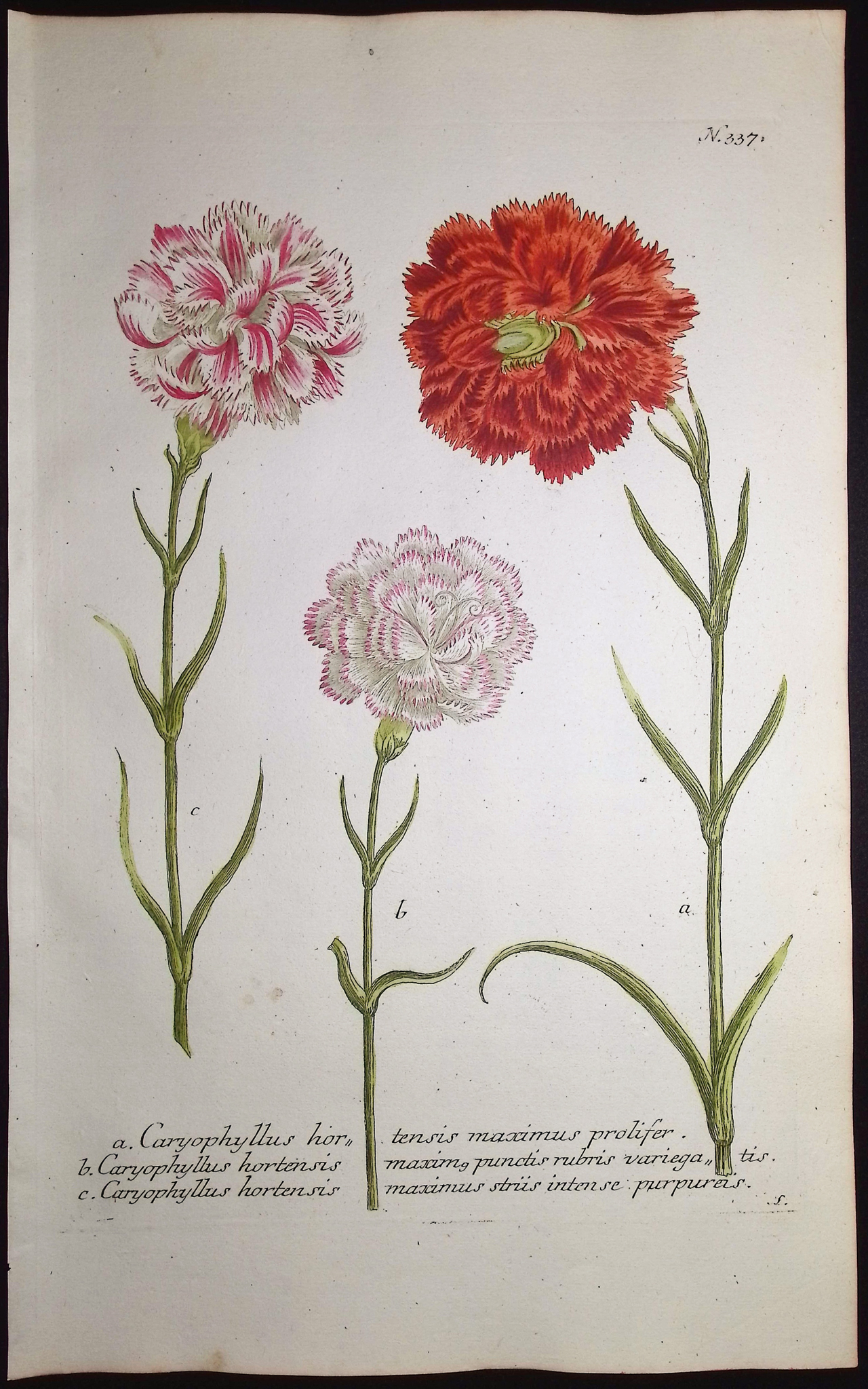 Weinmann - 7 Carnation Engravings