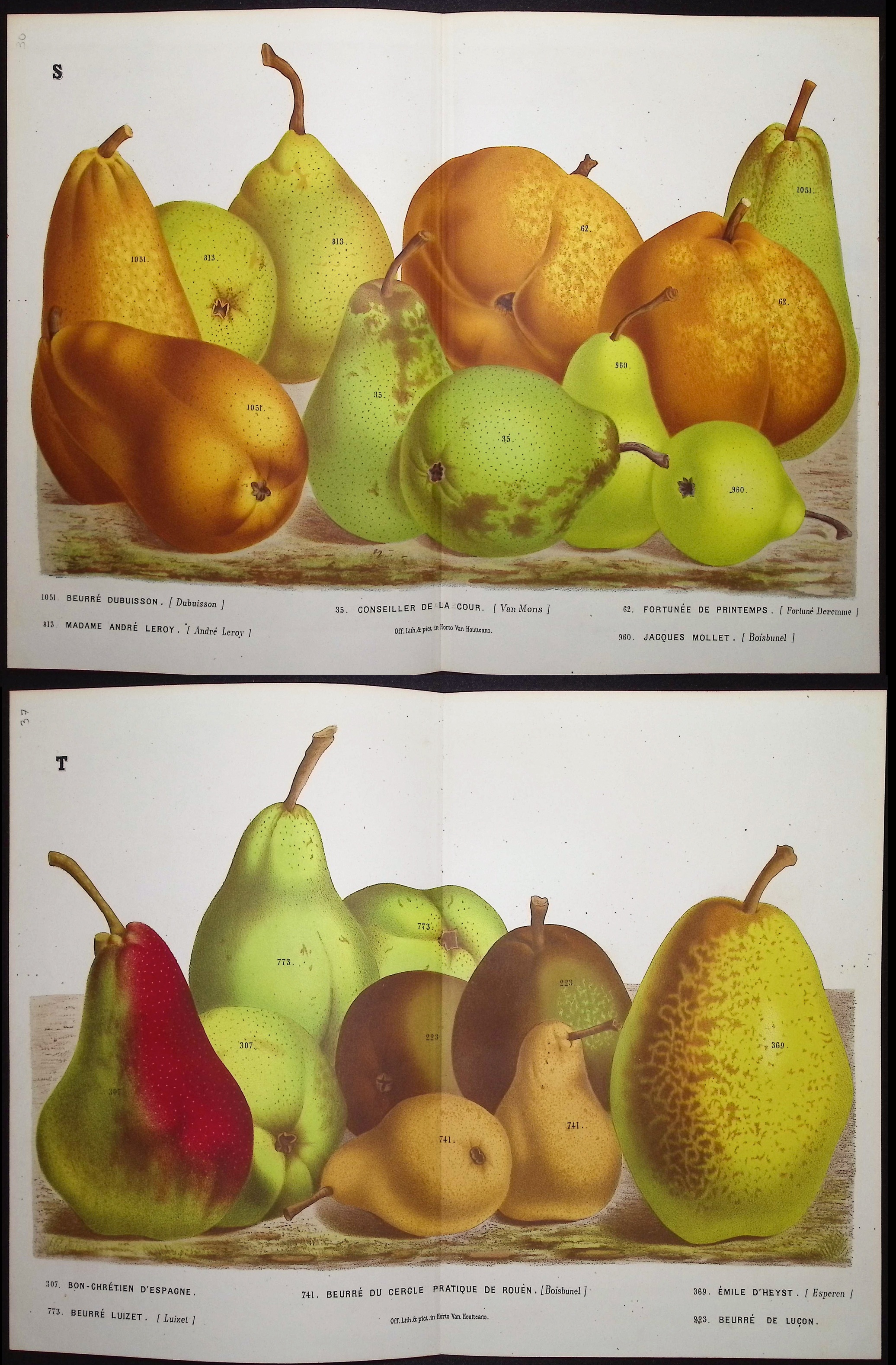 Van Houtte - 6 Pear Prints