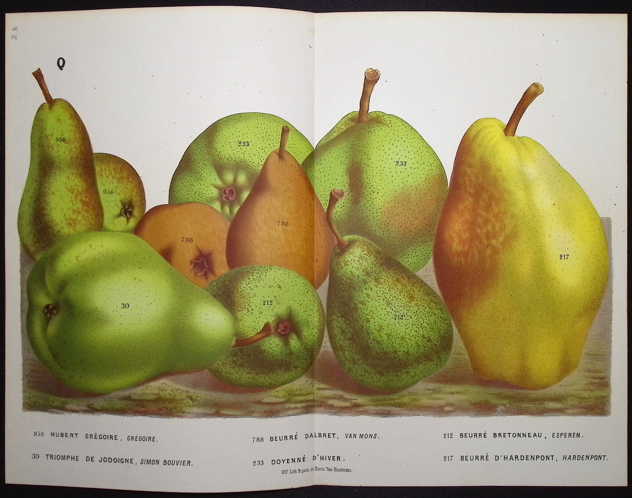 Van Houtte - 6 Pear Prints