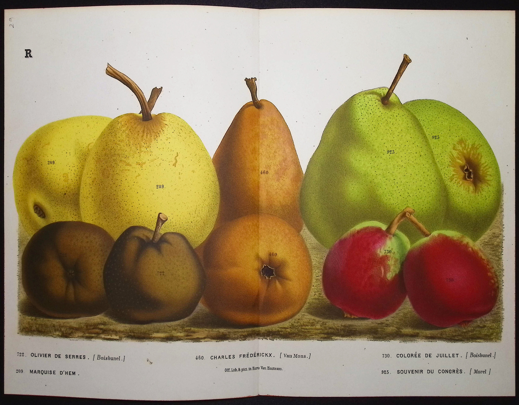 Van Houtte - 6 Pear Prints