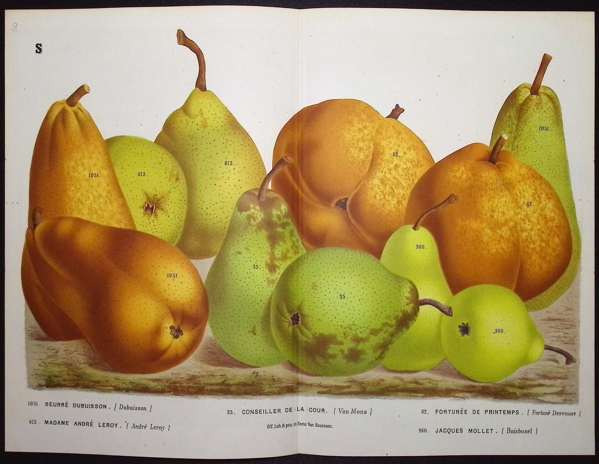 Van Houtte - 6 Pear Prints