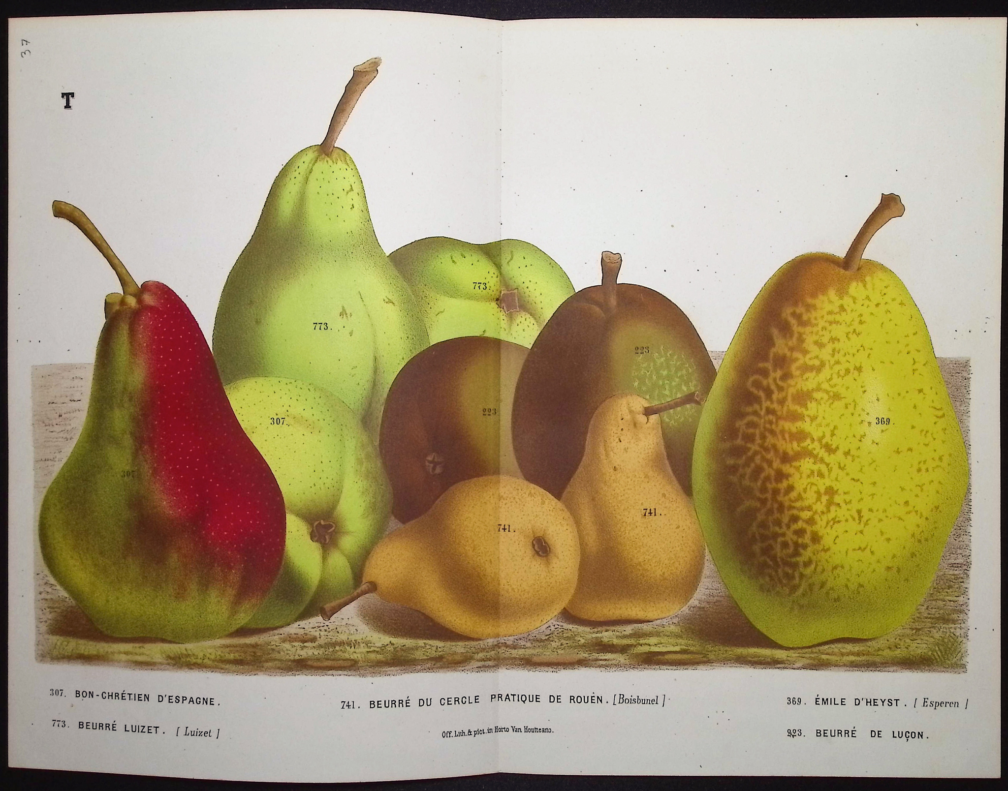 Van Houtte - 6 Pear Prints