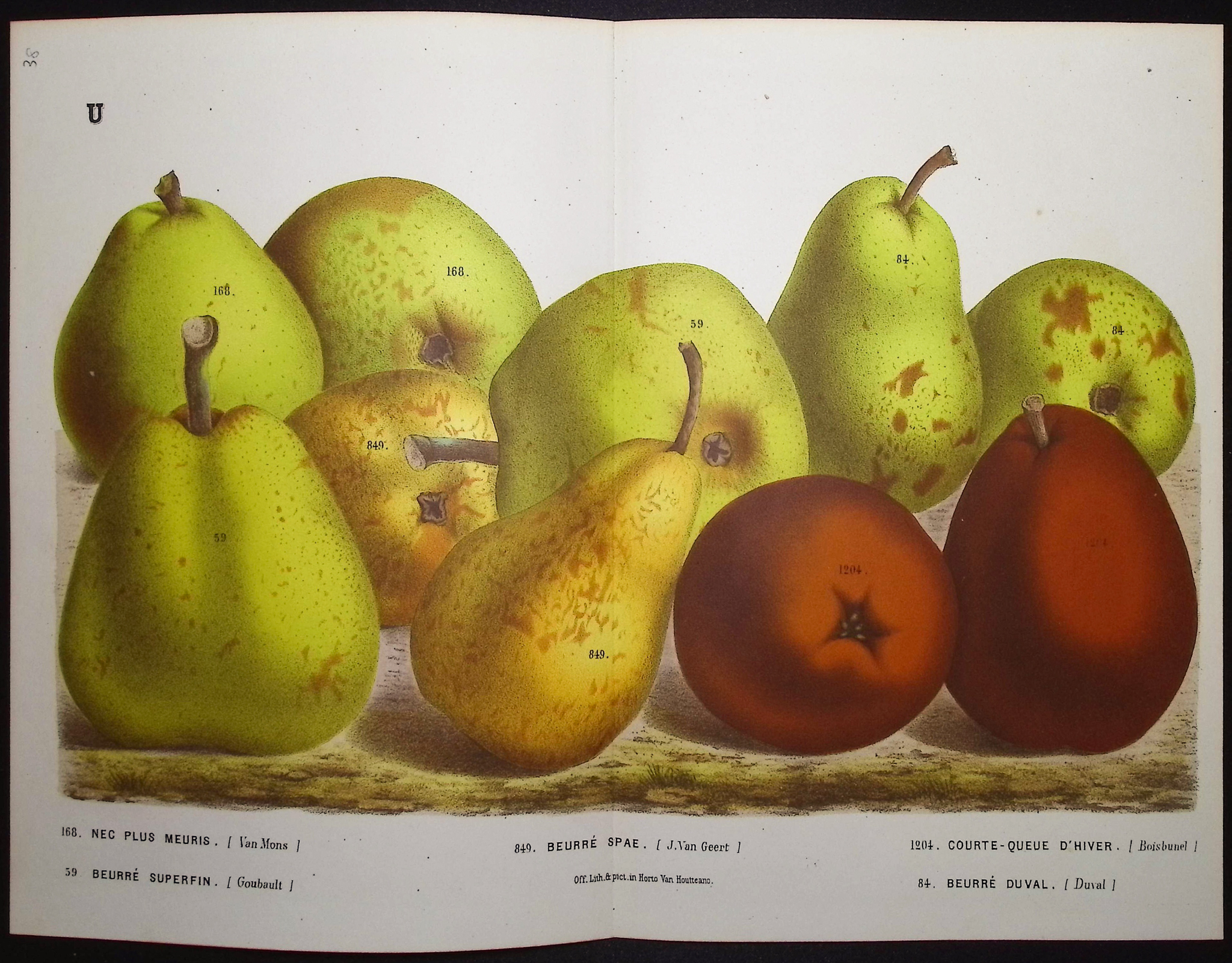 Van Houtte - 6 Pear Prints
