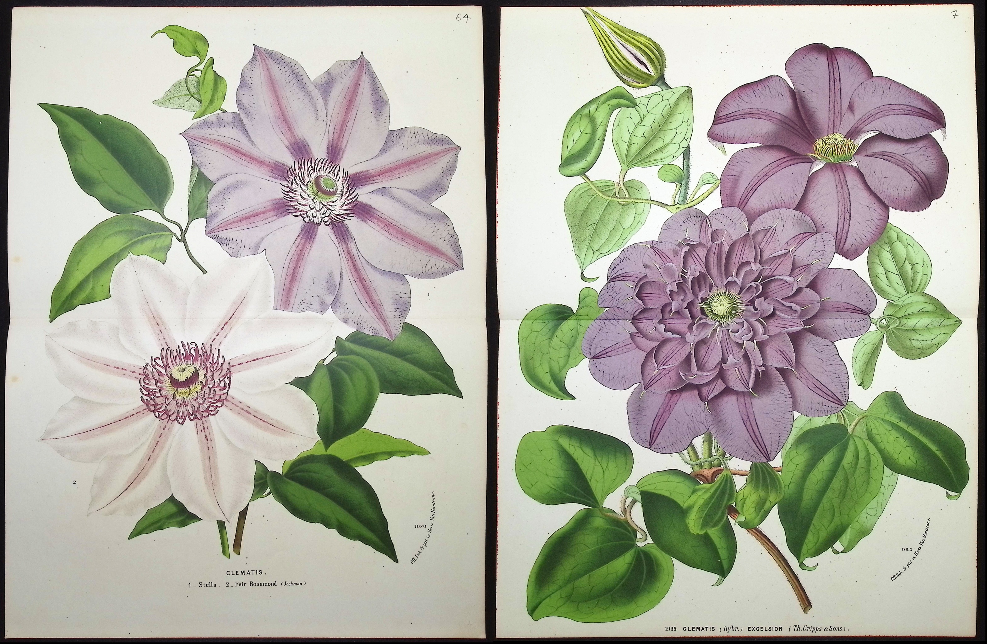 Van Houtte - 3 Clematis Prints