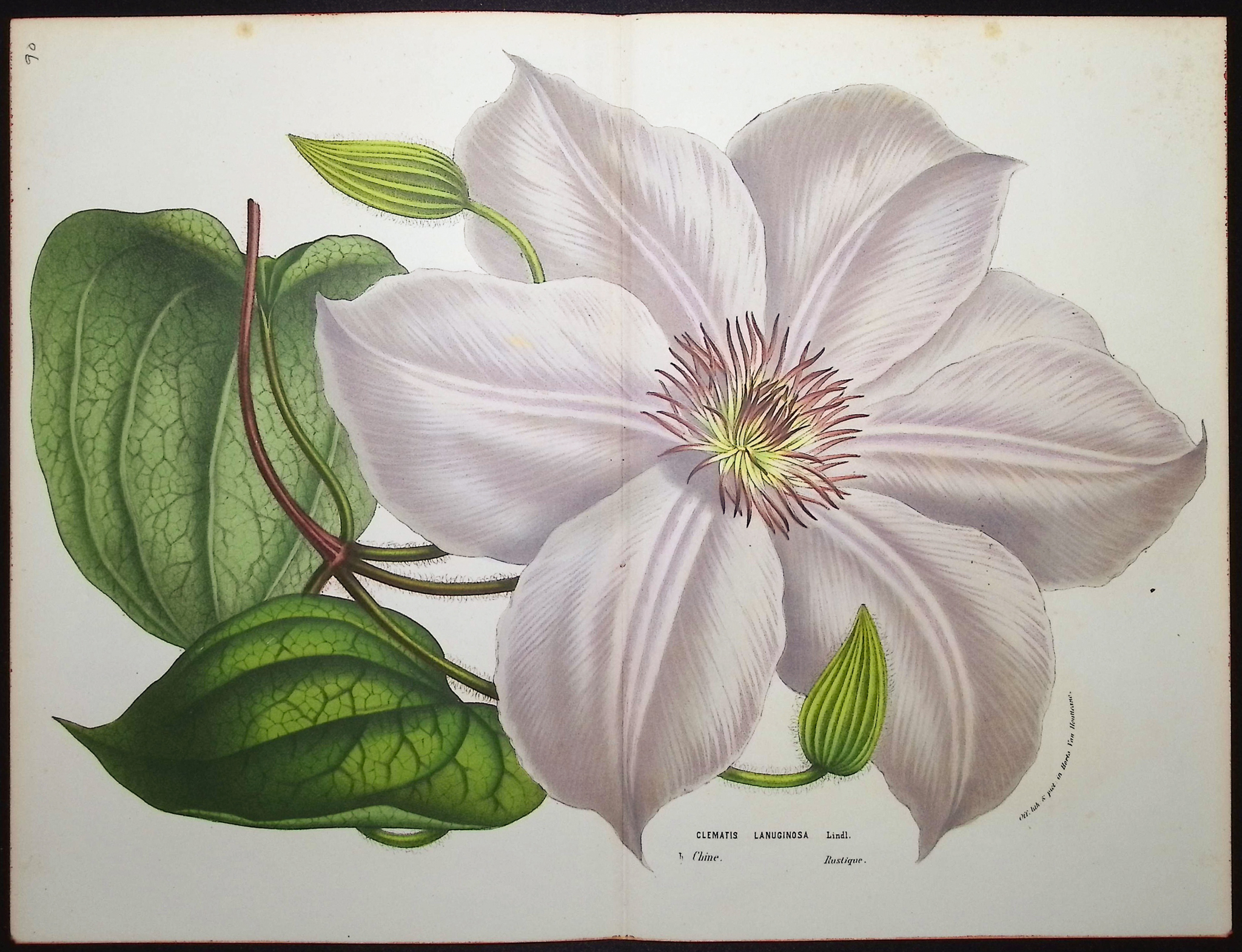 Van Houtte - 3 Clematis Prints