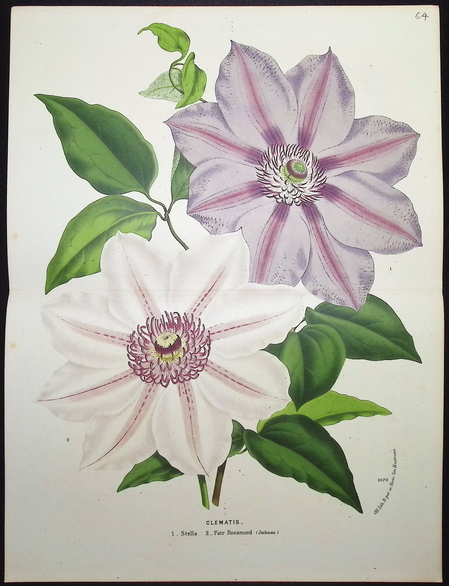 Van Houtte - 3 Clematis Prints