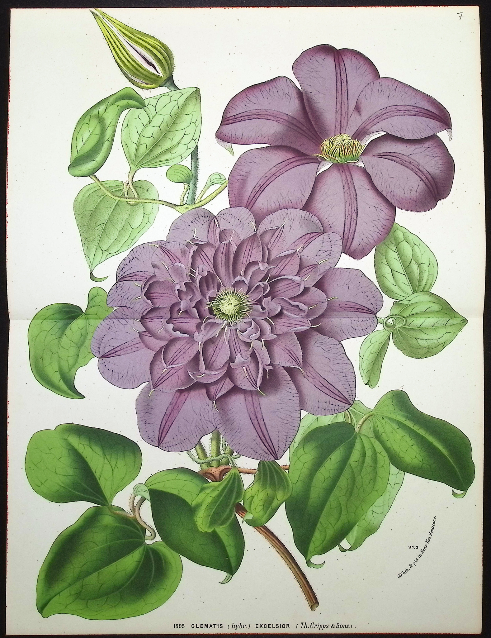 Van Houtte - 3 Clematis Prints