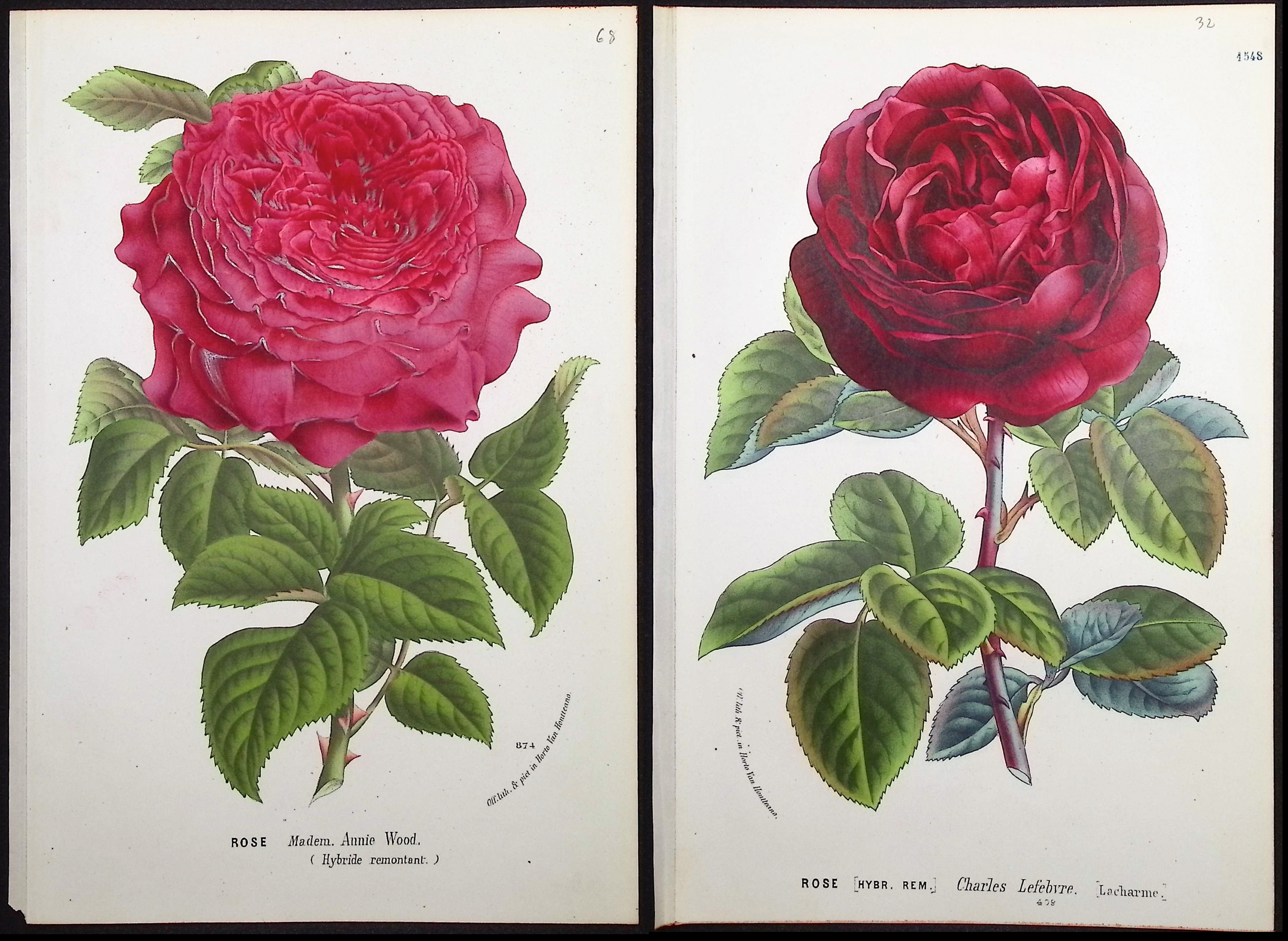 Van Houtte - 4 Rose Prints