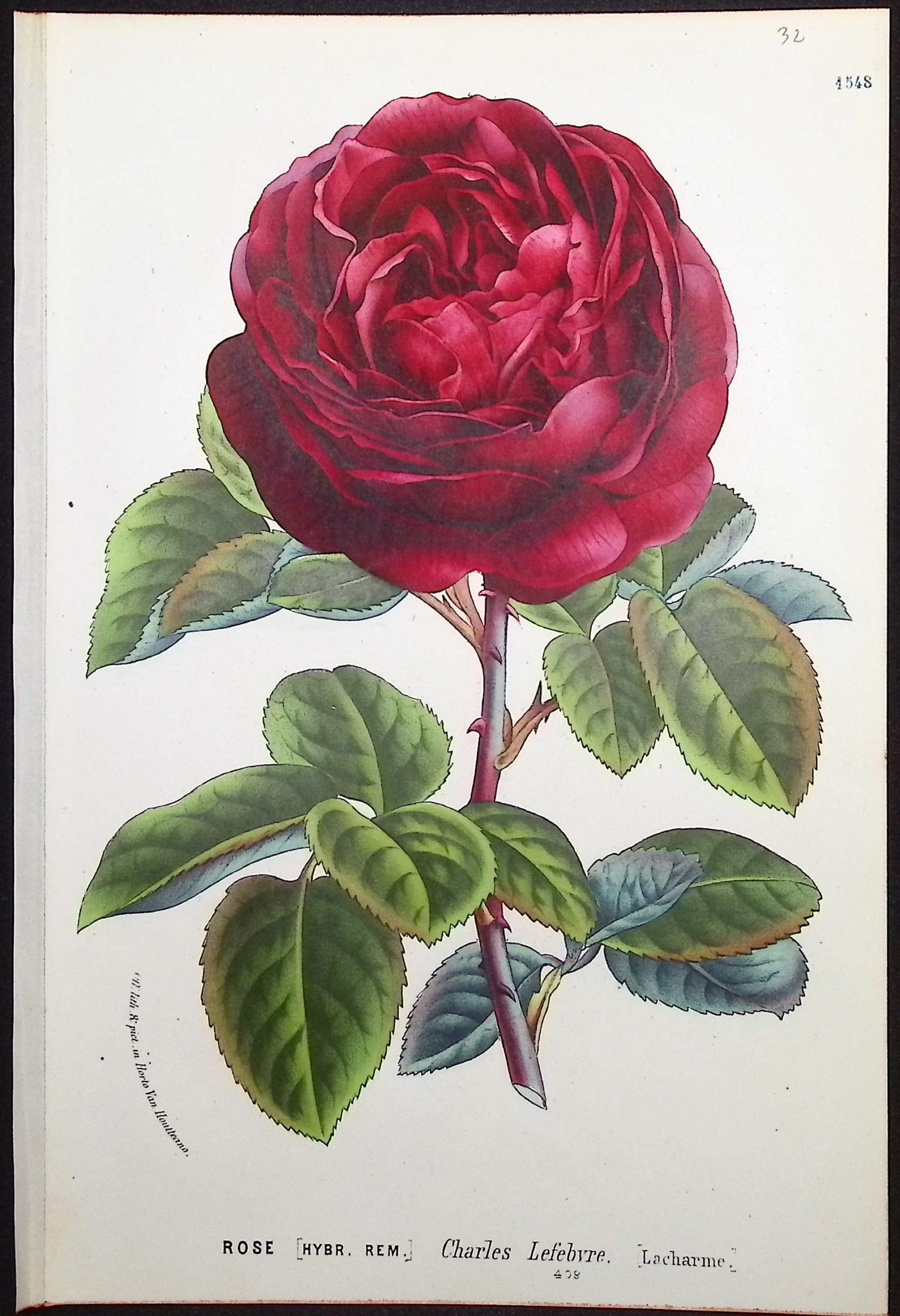 Van Houtte - 4 Rose Prints