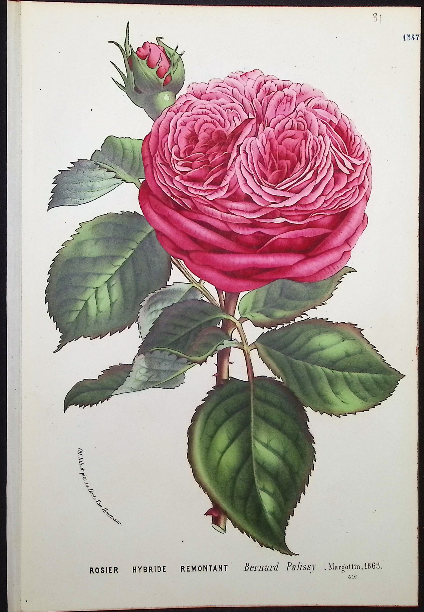 Van Houtte - 4 Rose Prints