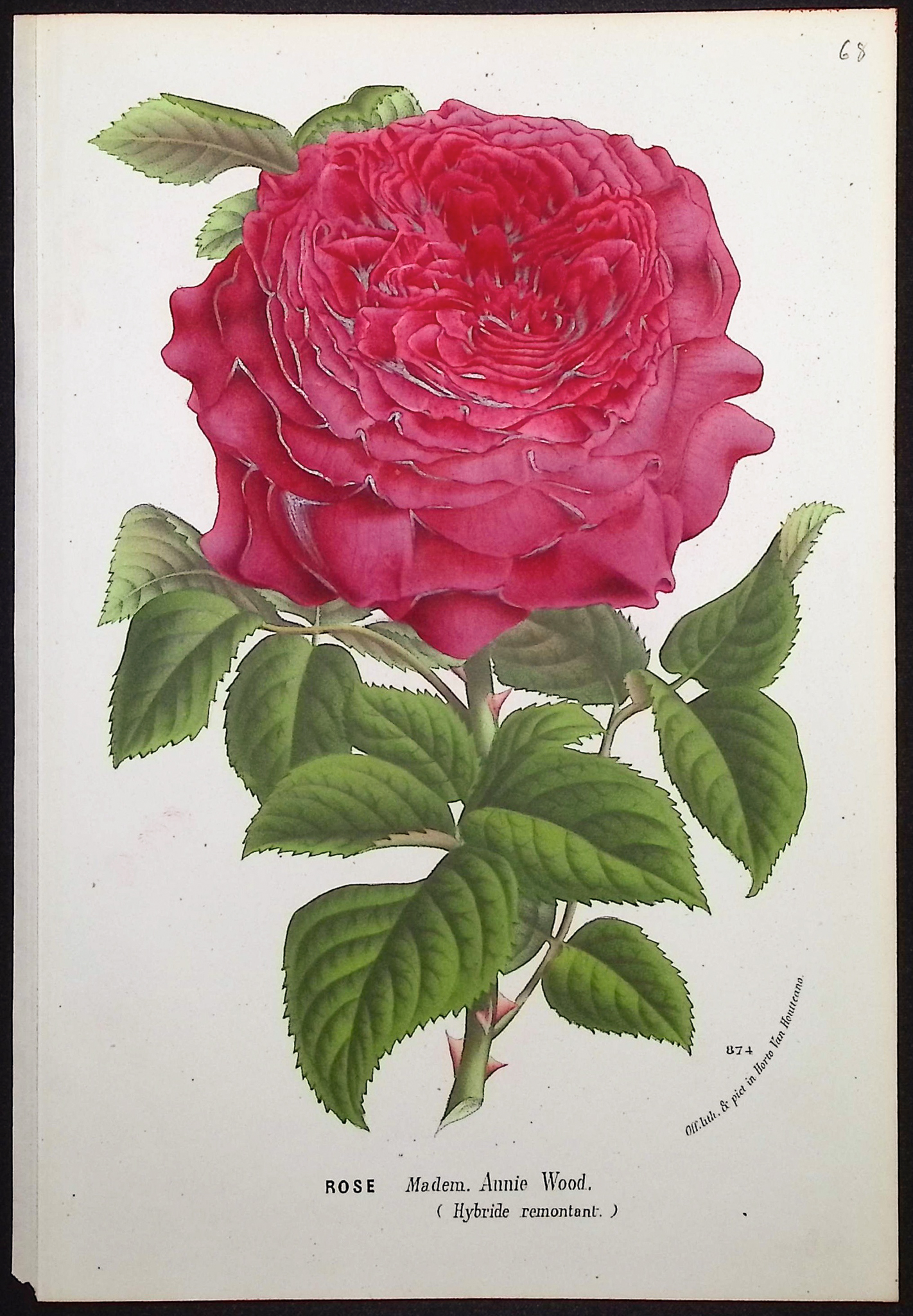 Van Houtte - 4 Rose Prints
