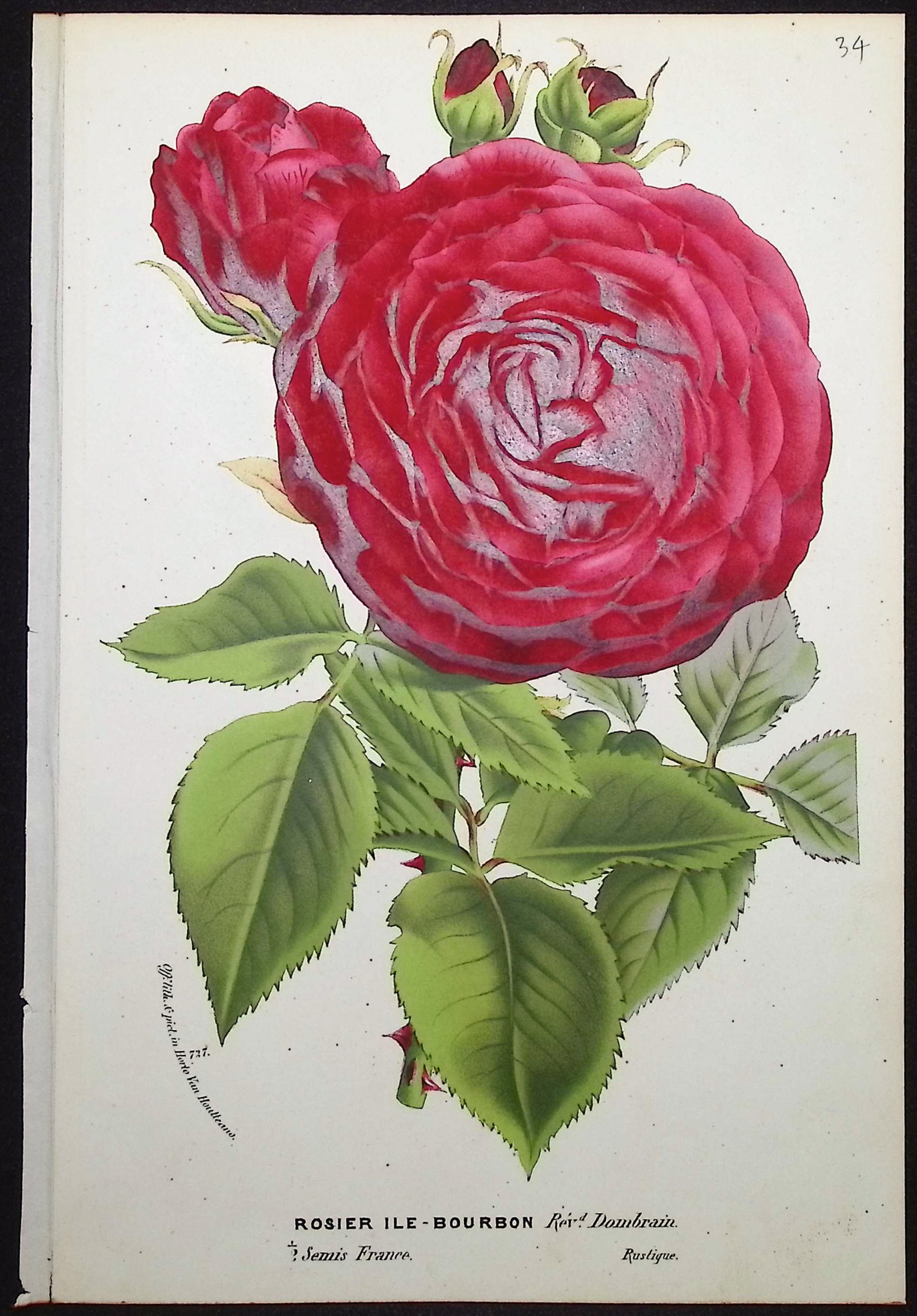 Van Houtte - 4 Rose Prints