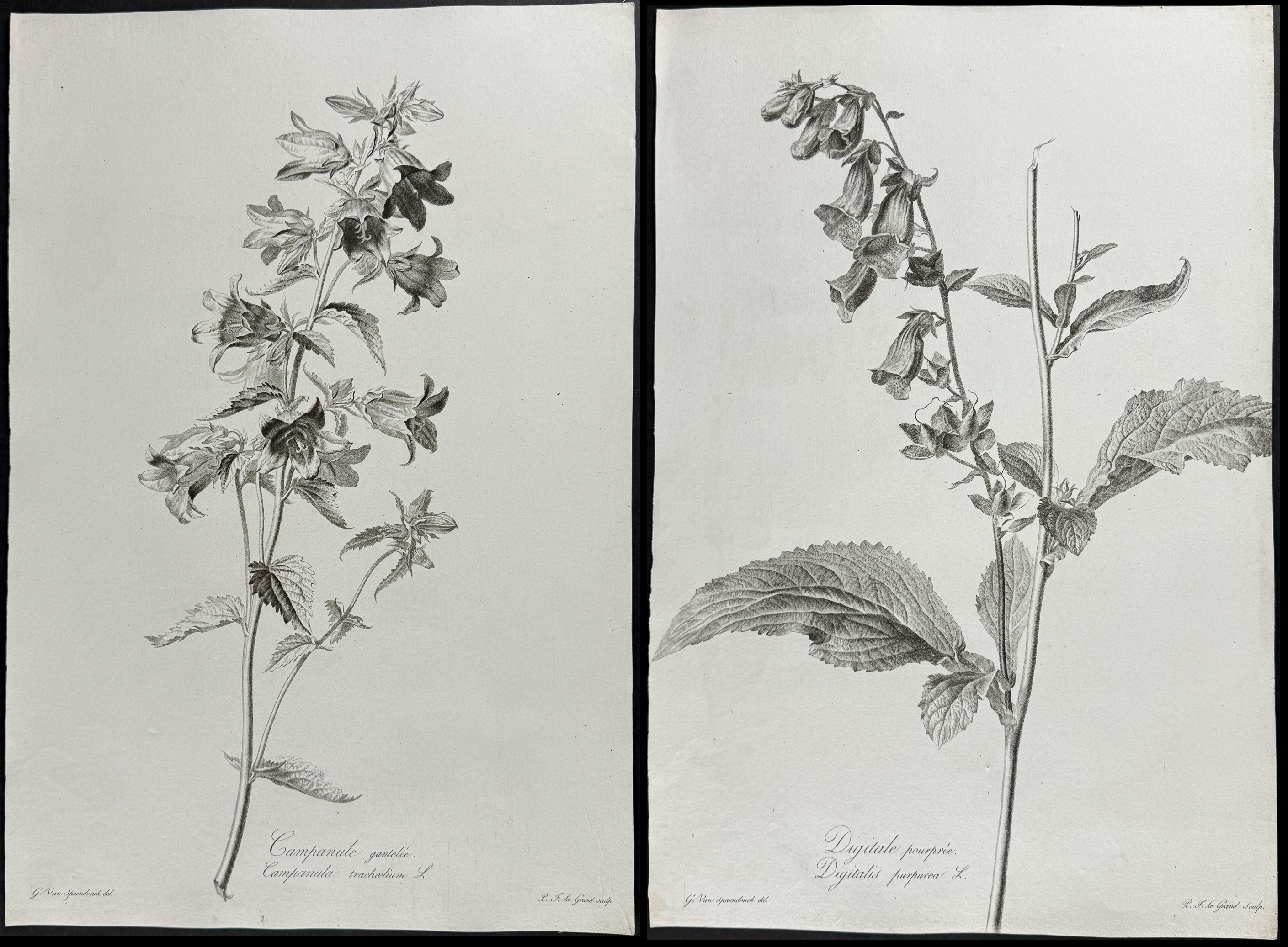 Spaendonck - Pair of Botanical Engravings: Bellflower & Foxglove