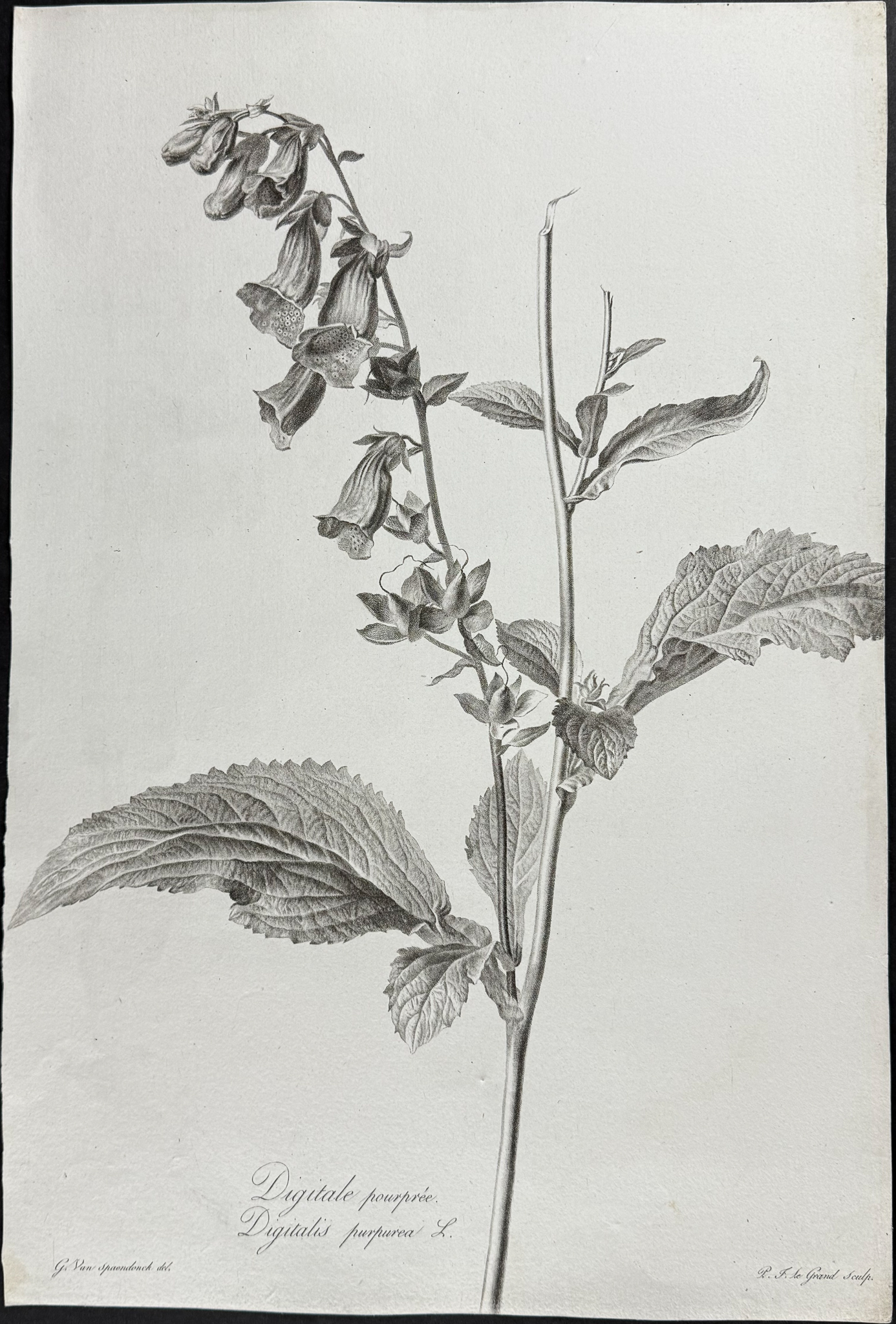 Spaendonck - Pair of Botanical Engravings: Bellflower & Foxglove