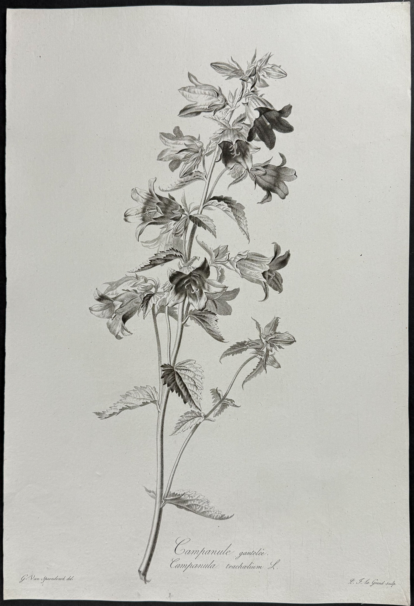 Spaendonck - Pair of Botanical Engravings: Bellflower & Foxglove
