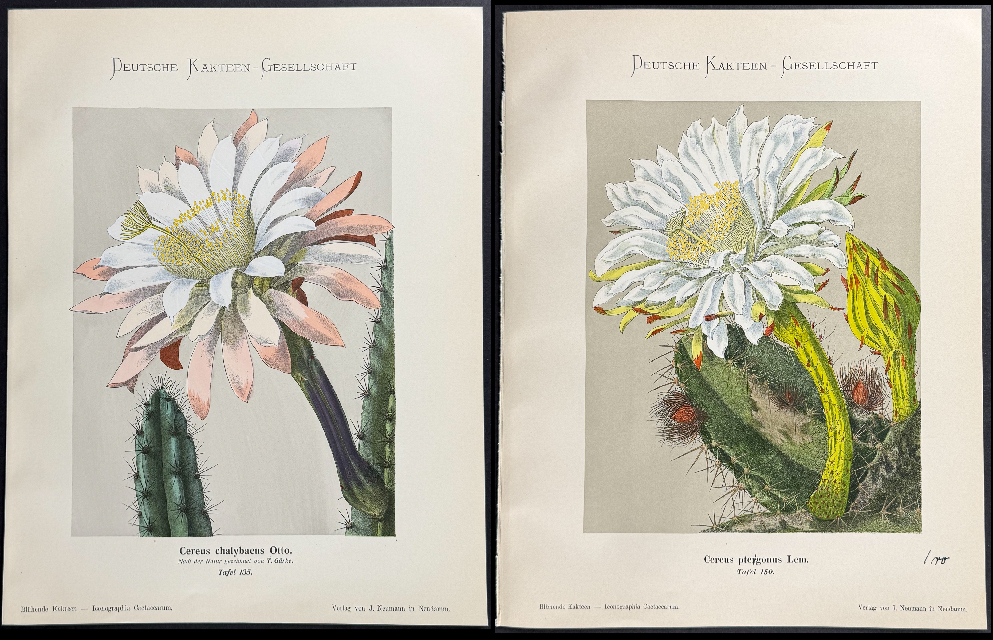 Schumann - 6 Cactus Prints