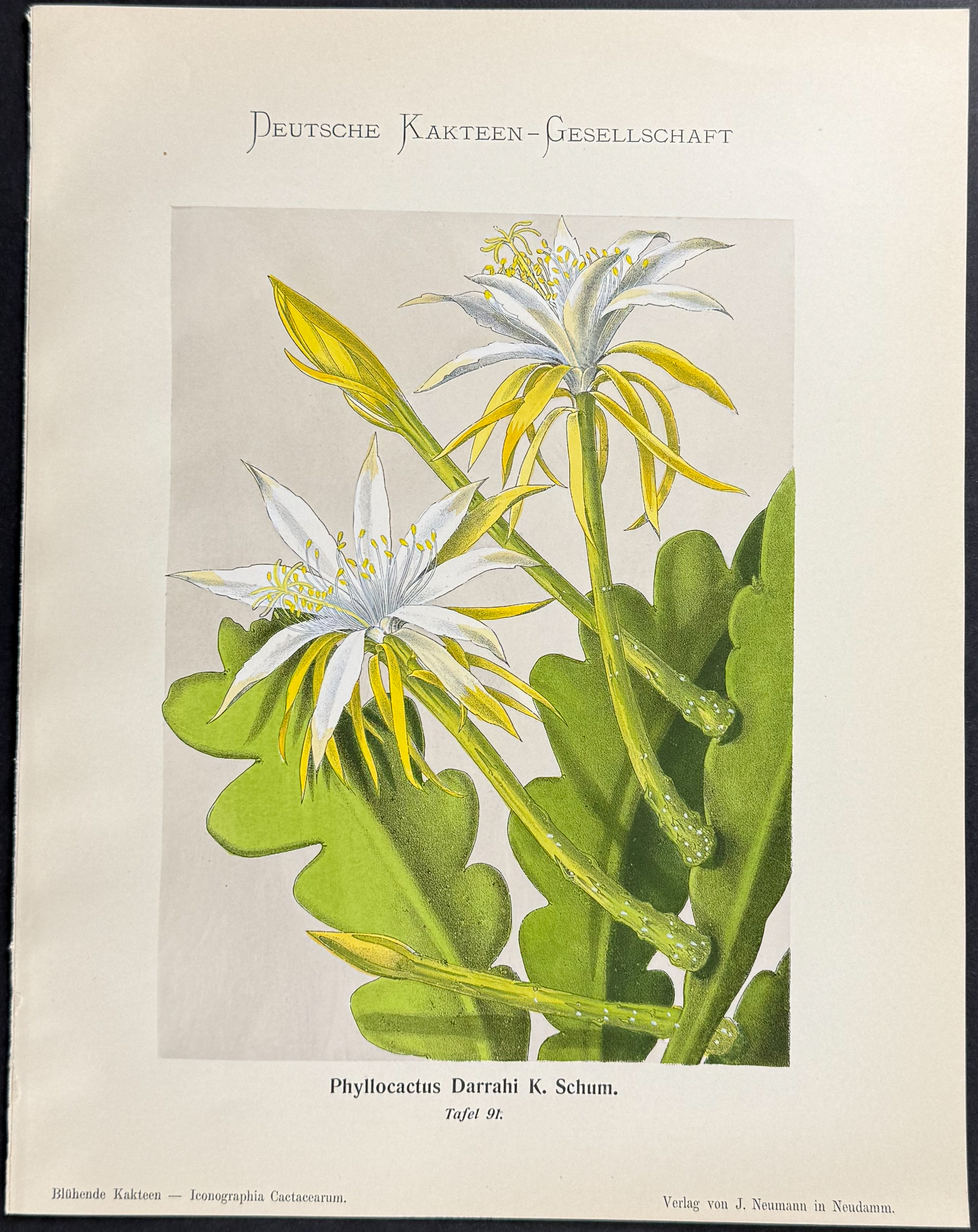Schumann - 6 Cactus Prints