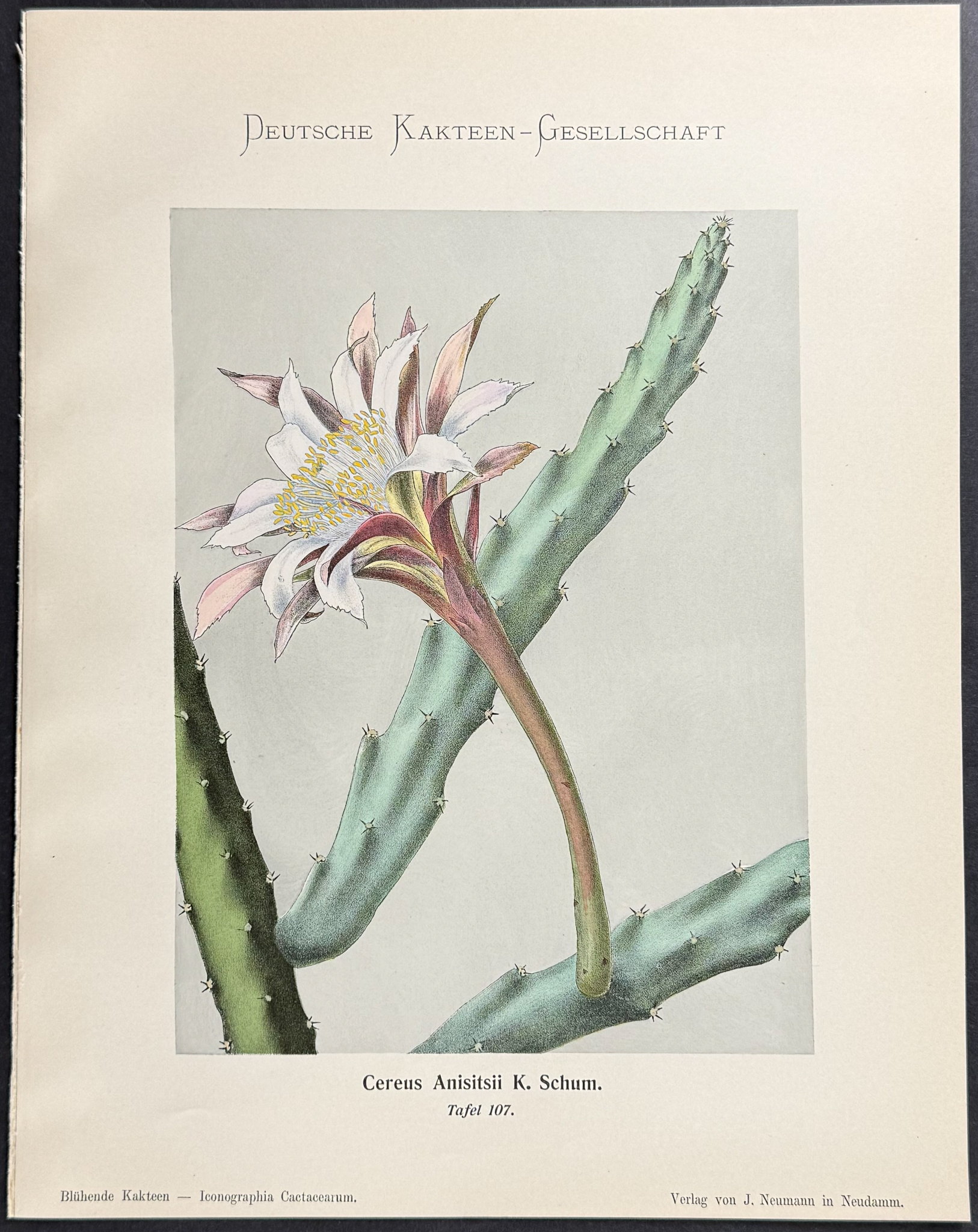 Schumann - 6 Cactus Prints