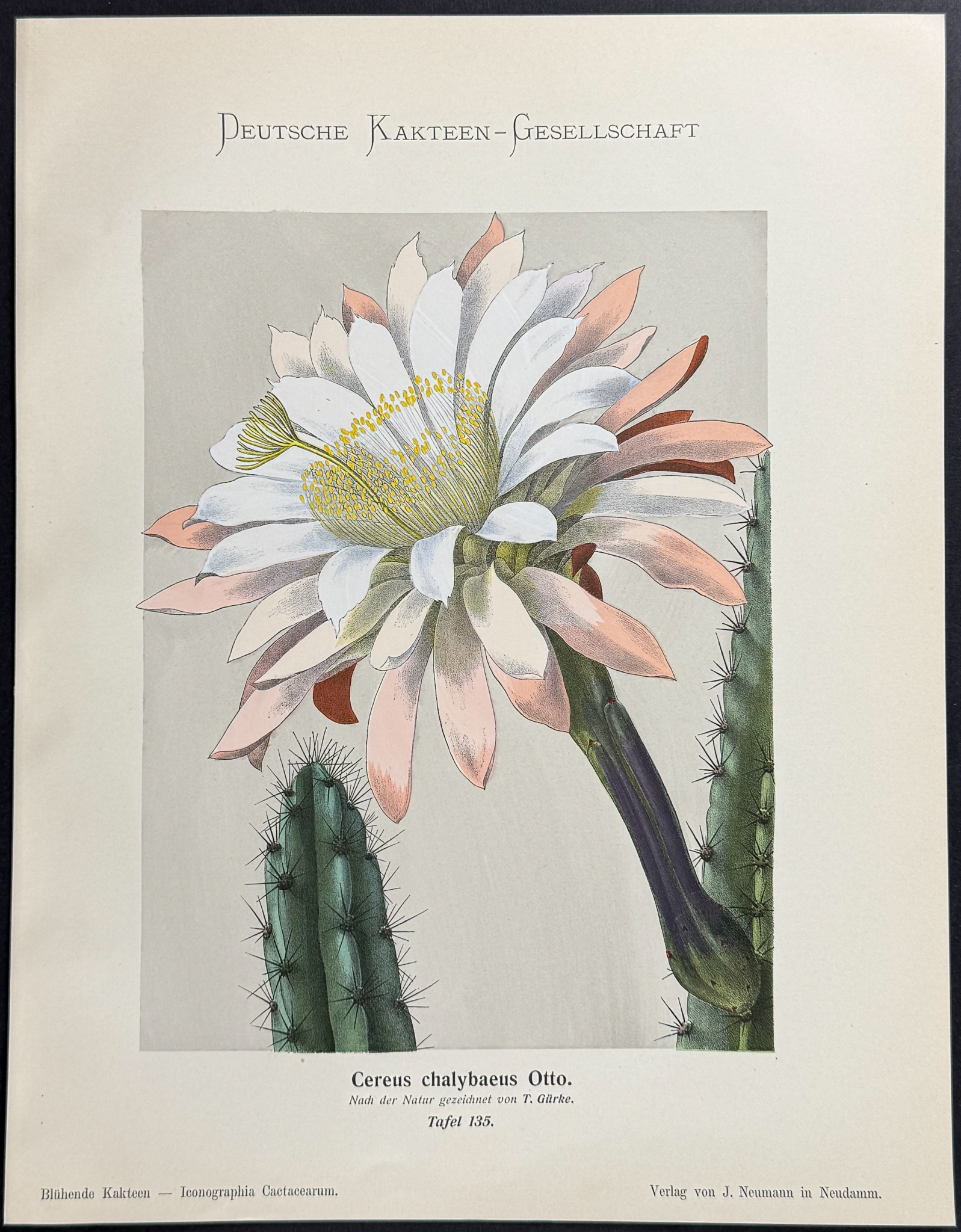 Schumann - 6 Cactus Prints