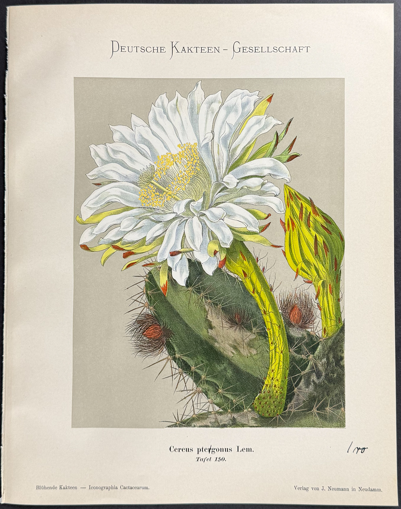 Schumann - 6 Cactus Prints