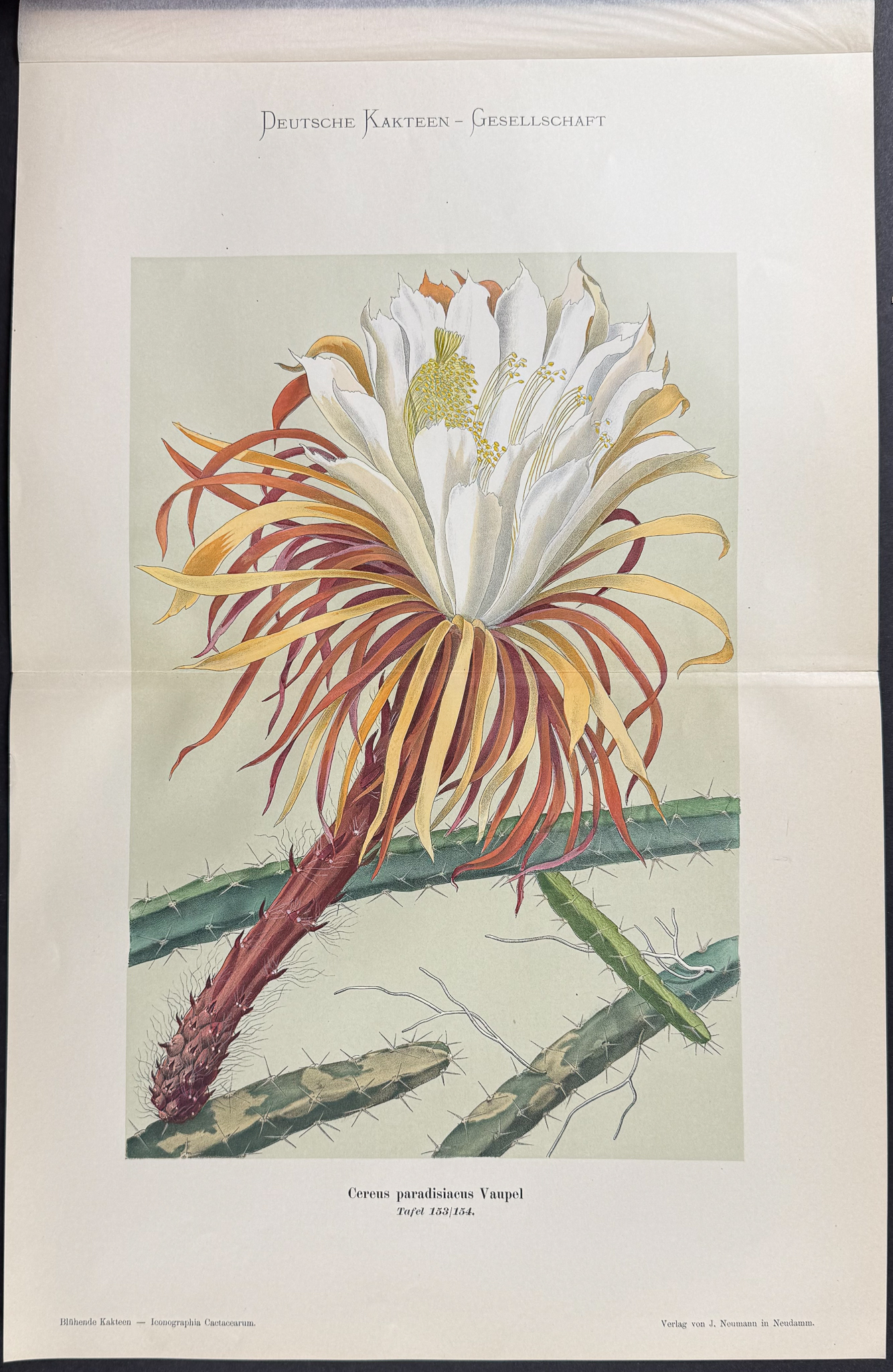 Schumann - 6 Cactus Prints