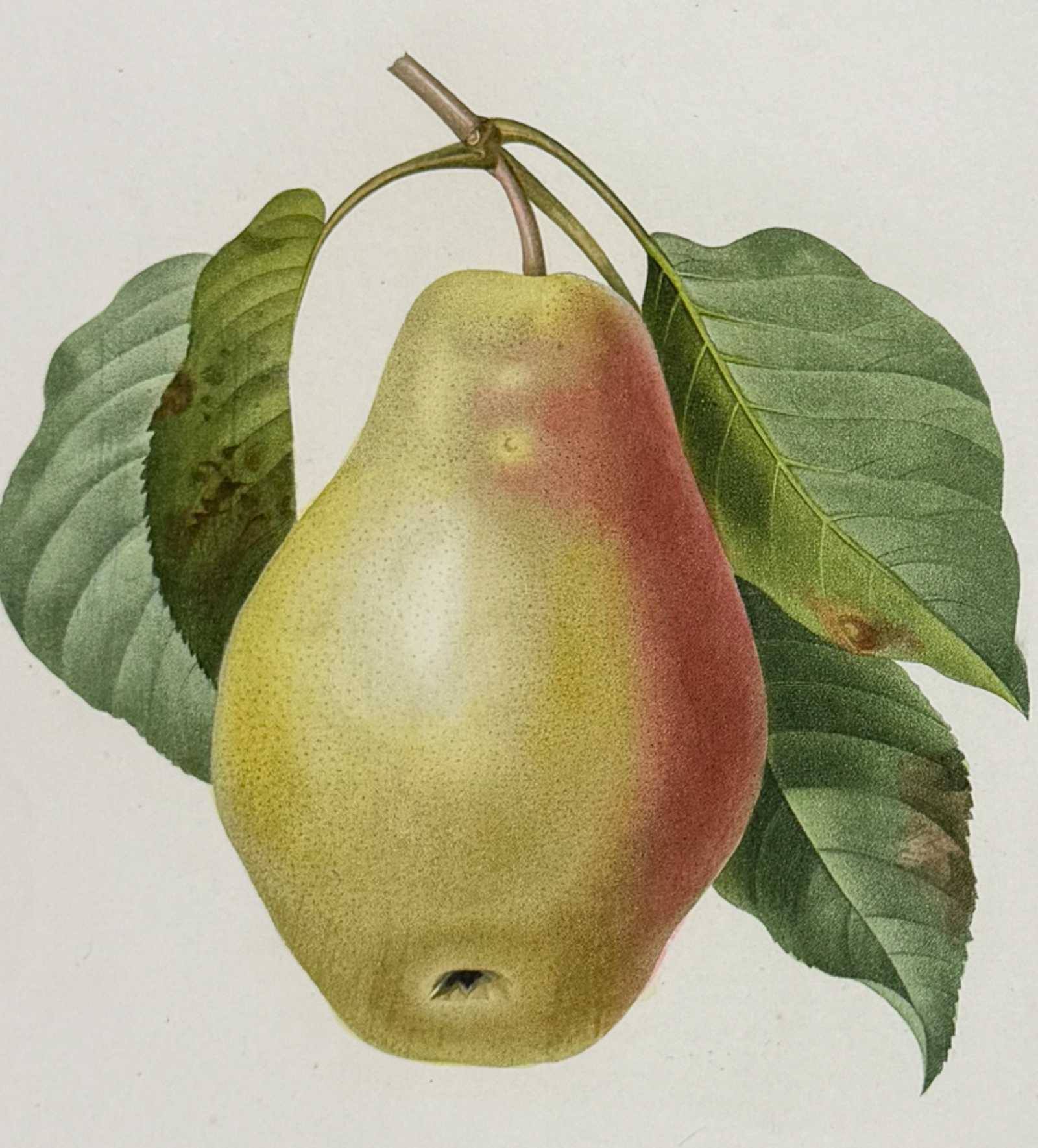 Redoute, Choix, Rare Folio - Pear [Poire Tarquin]