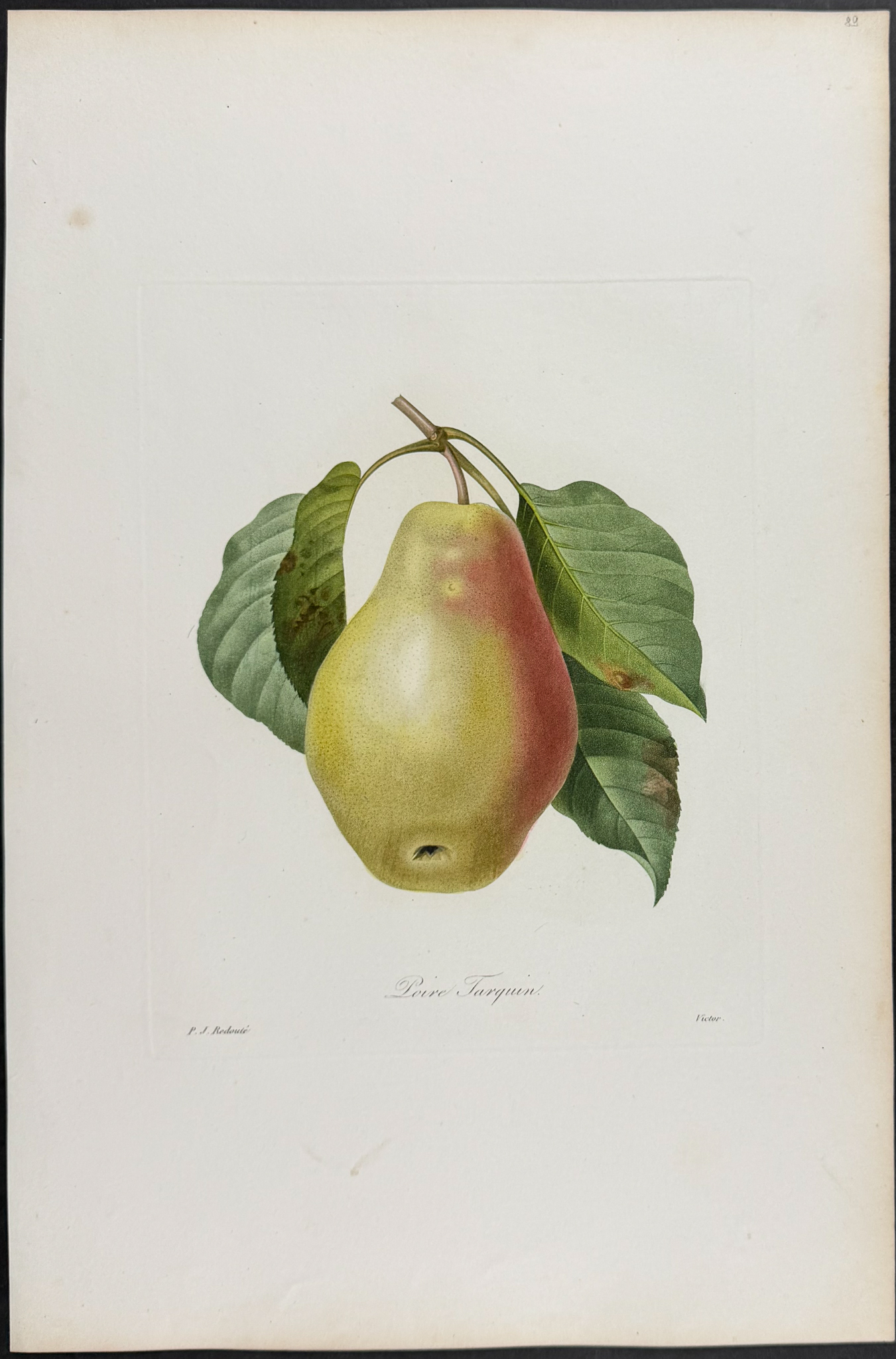 Redoute, Choix, Rare Folio - Pear [Poire Tarquin]