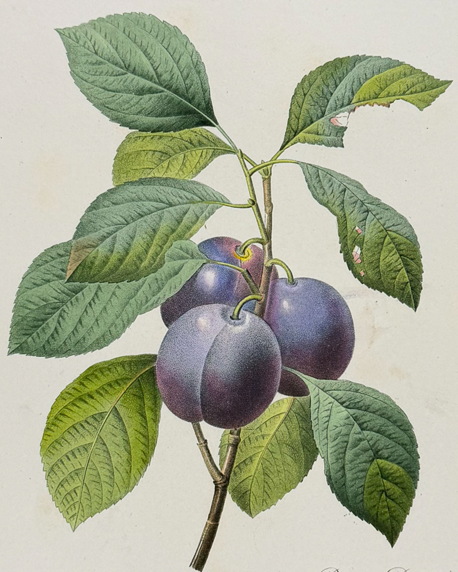 Redoute, Choix, Rare Folio - Plum [Prunus Dometica]