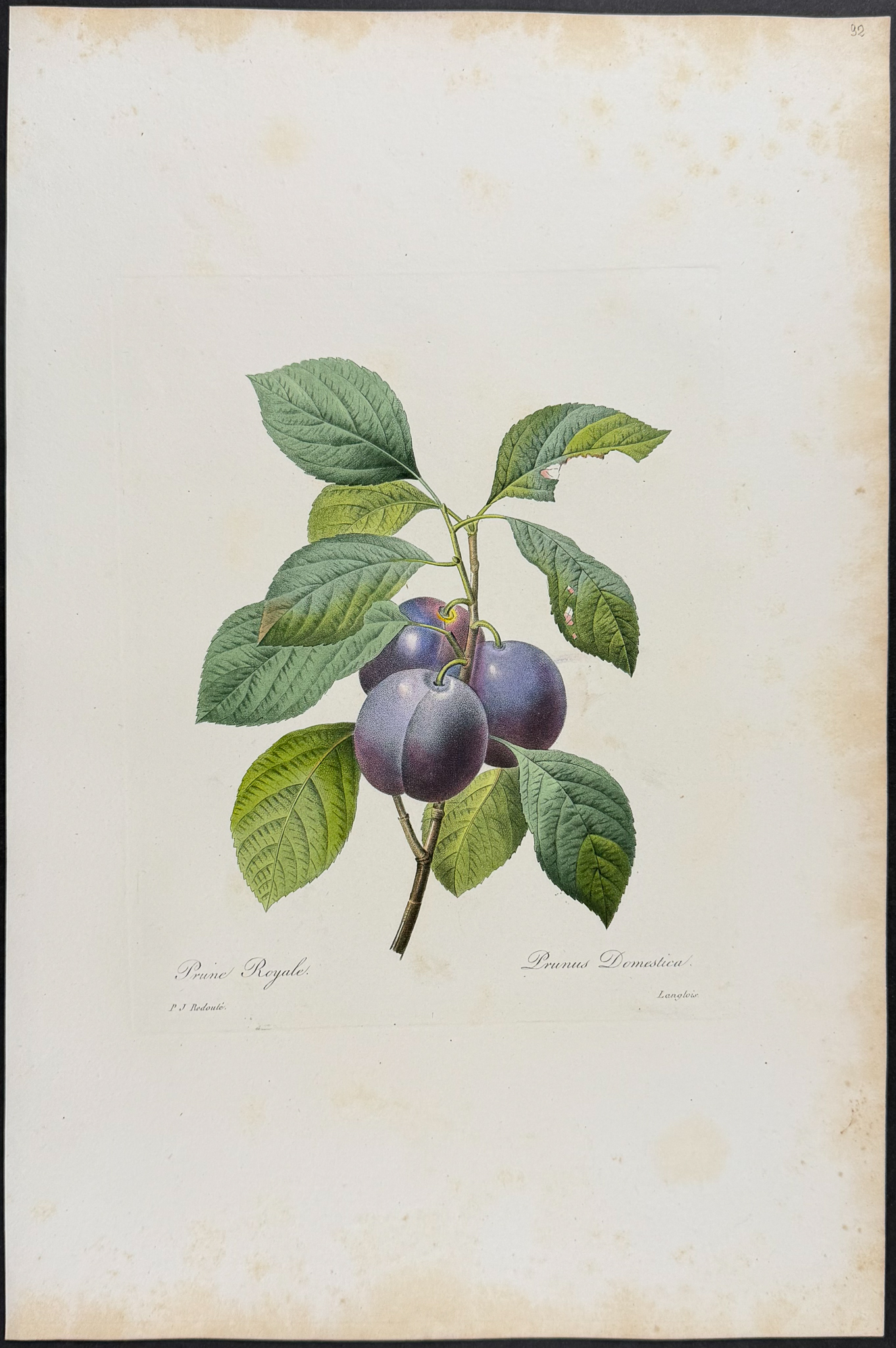 Redoute, Choix, Rare Folio - Plum [Prunus Dometica]