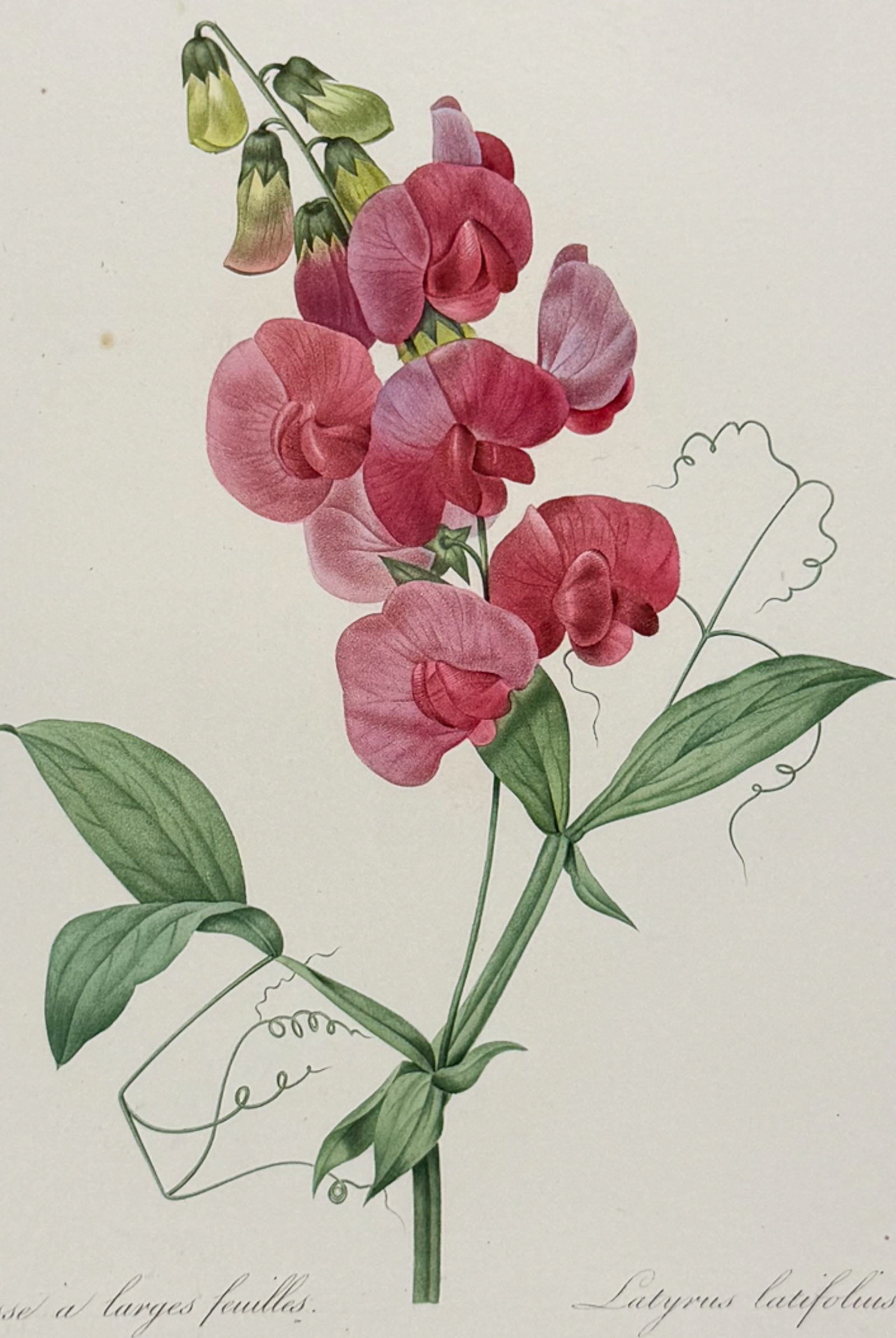 Redoute, Choix, Rare Folio - Sweet Pea [Latyrus latifolius]