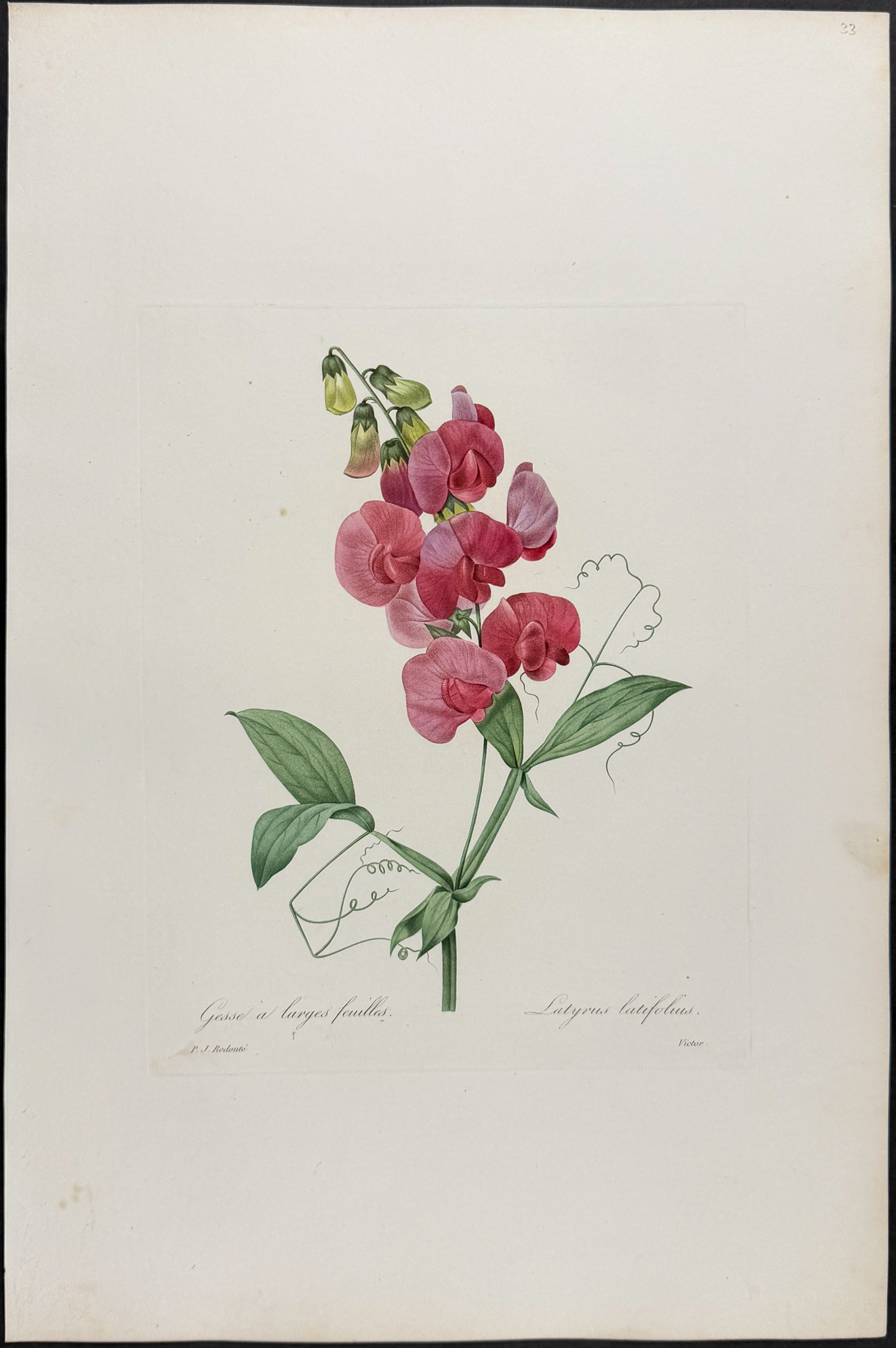Redoute, Choix, Rare Folio - Sweet Pea [Latyrus latifolius]