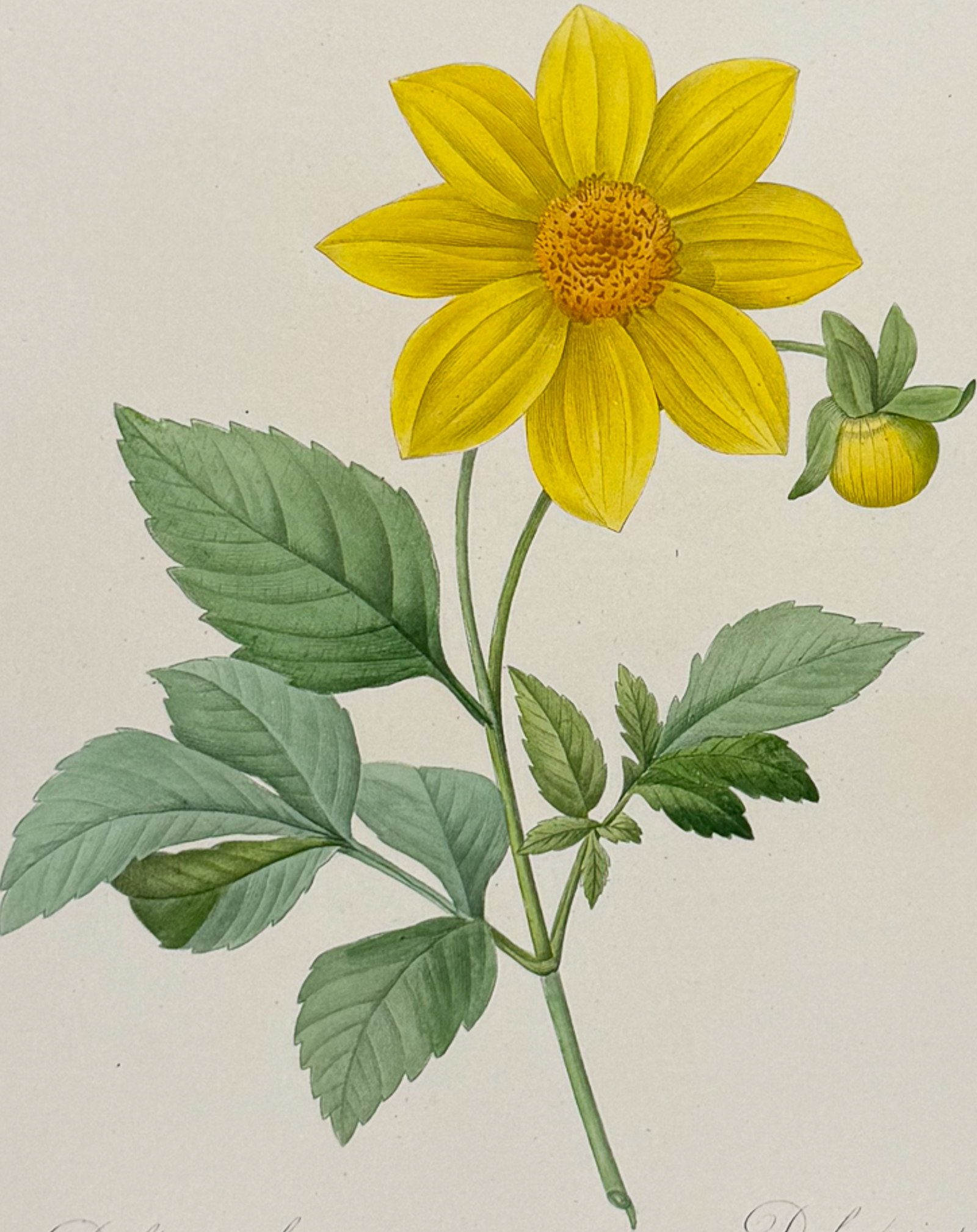 Redoute, Choix, Rare Folio - Dahlia [Dalea simplex]