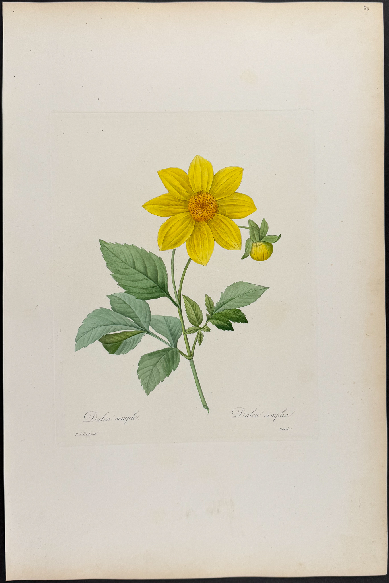 Redoute, Choix, Rare Folio - Dahlia [Dalea simplex]